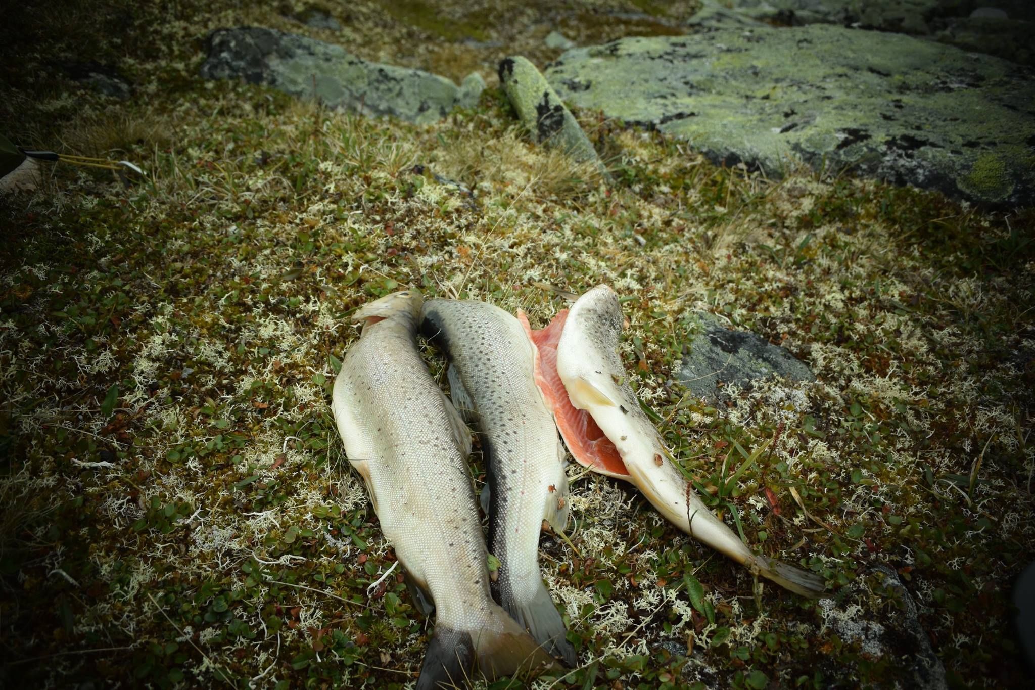 Freshly caught drout