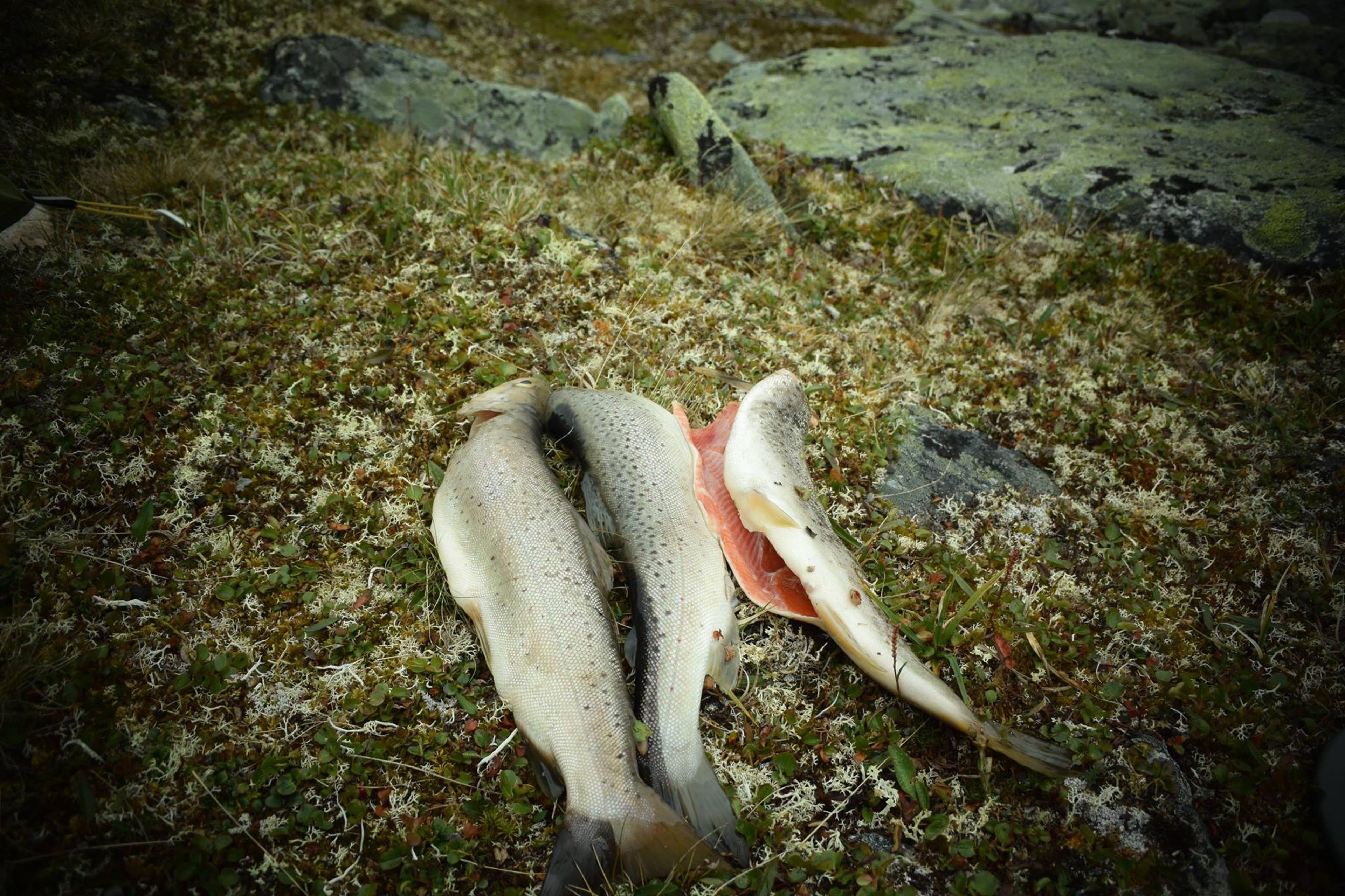 Freshly caught drout