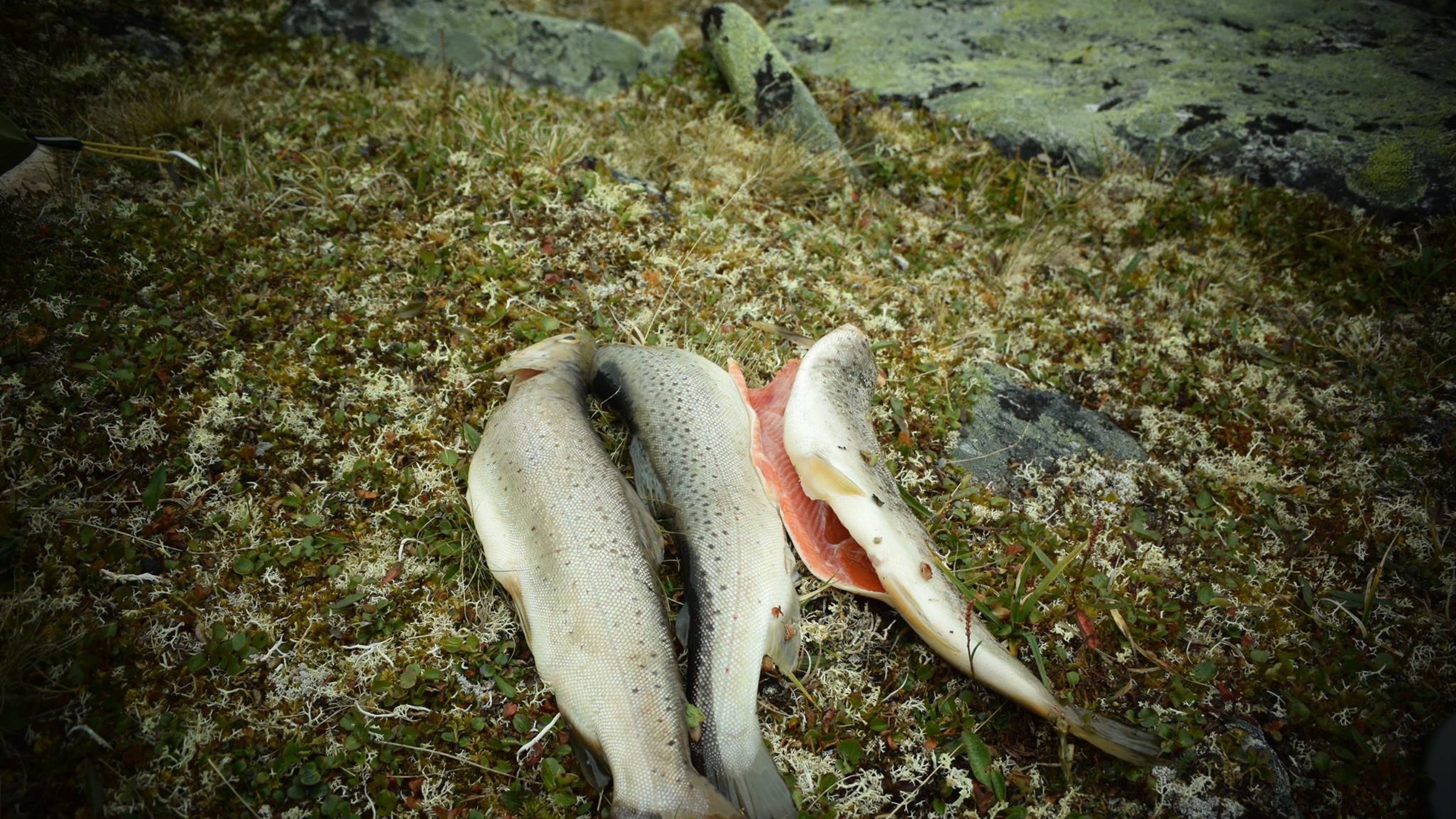 Freshly caught drout