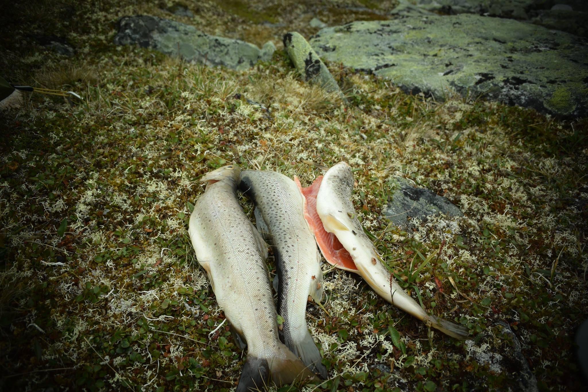 Freshly caught drout