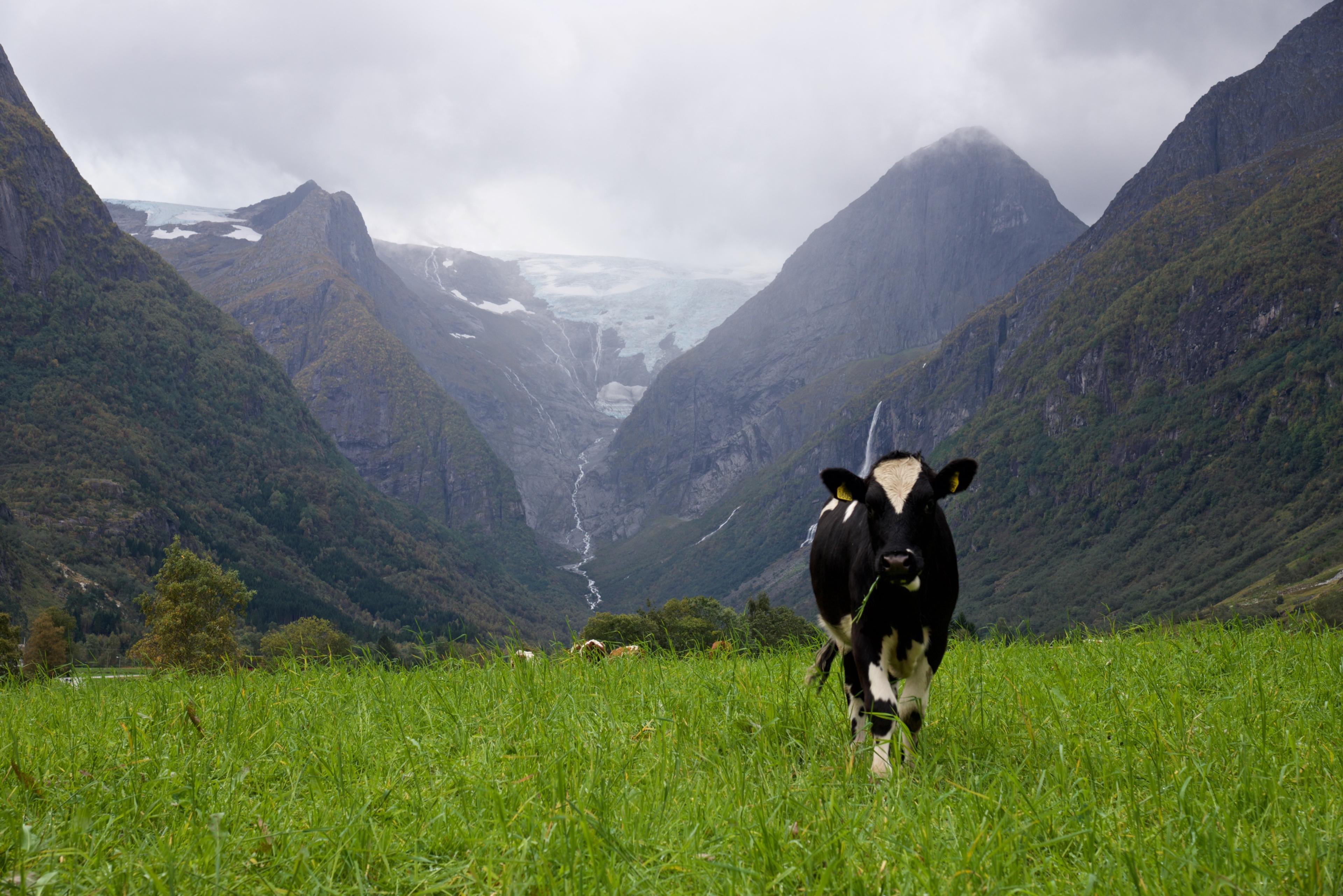 Cow grazing in the Lodalen Valley