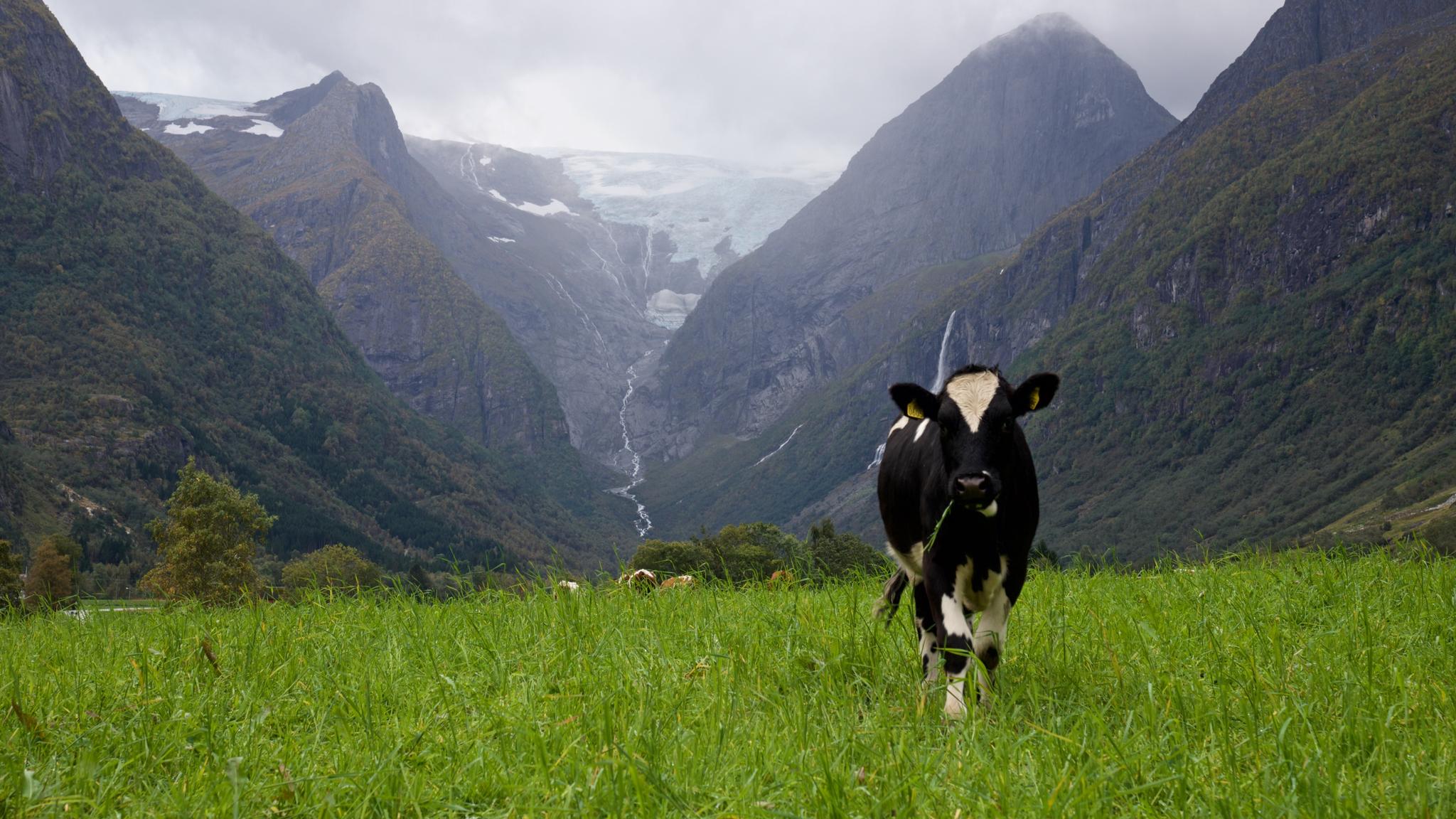Cow grazing in the Lodalen Valley