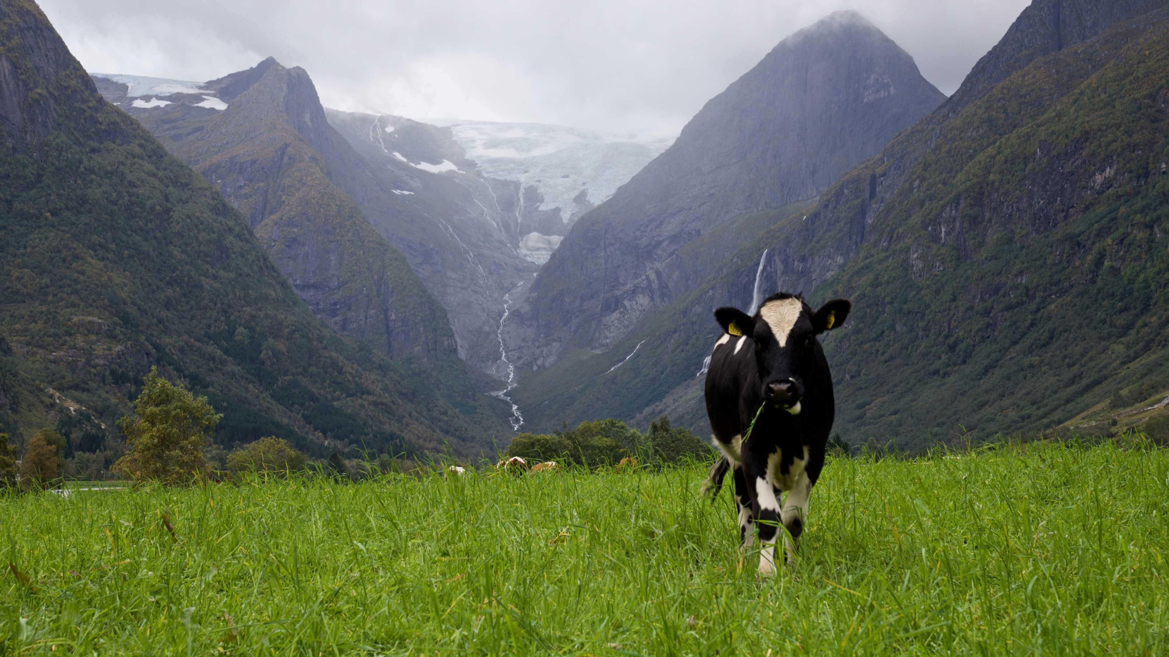 Cow grazing in the Lodalen Valley