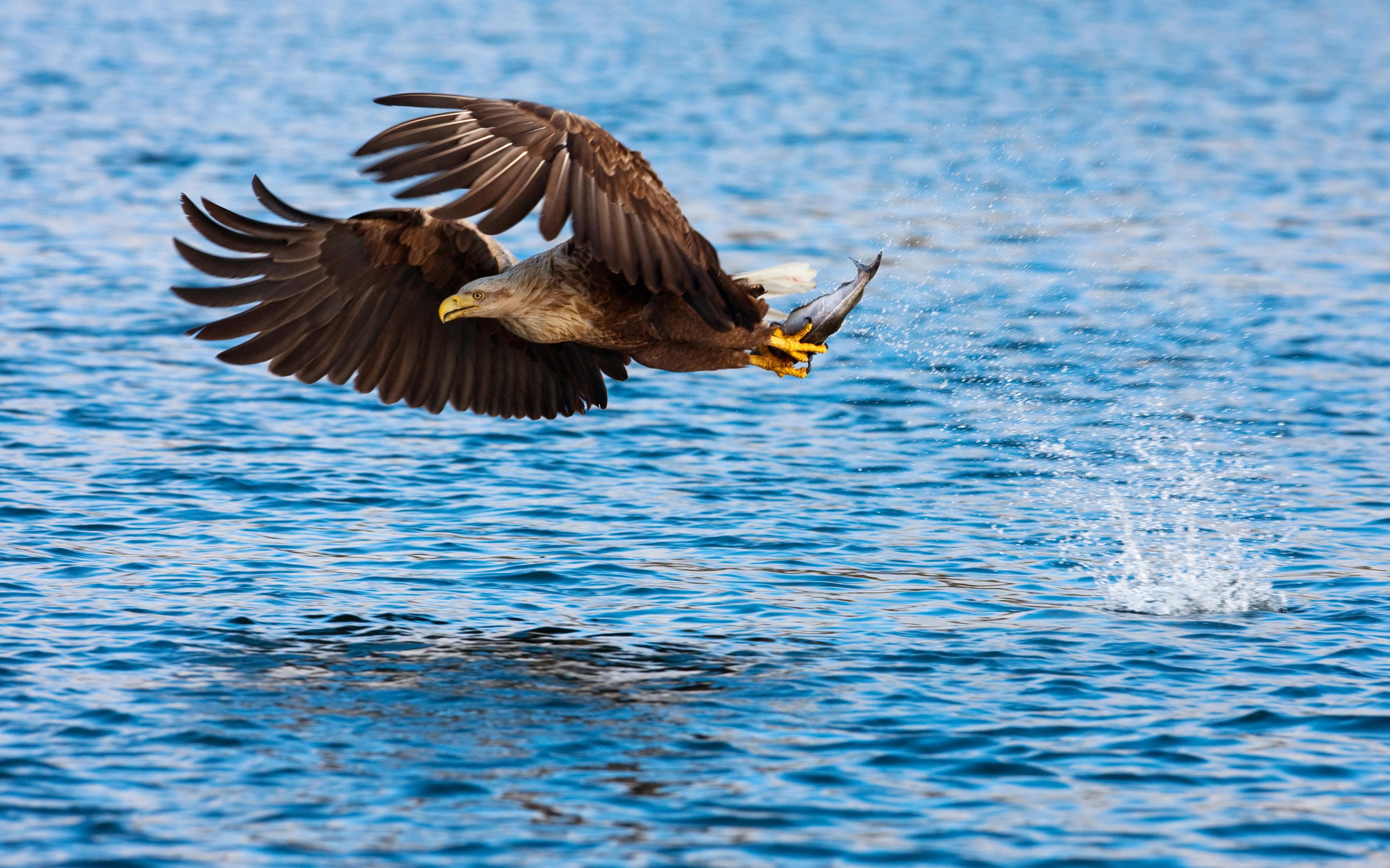 A white-tailed eagly flying very close to the sea surface with a freshly caught fish in its claws, Bodø, Northern Norway