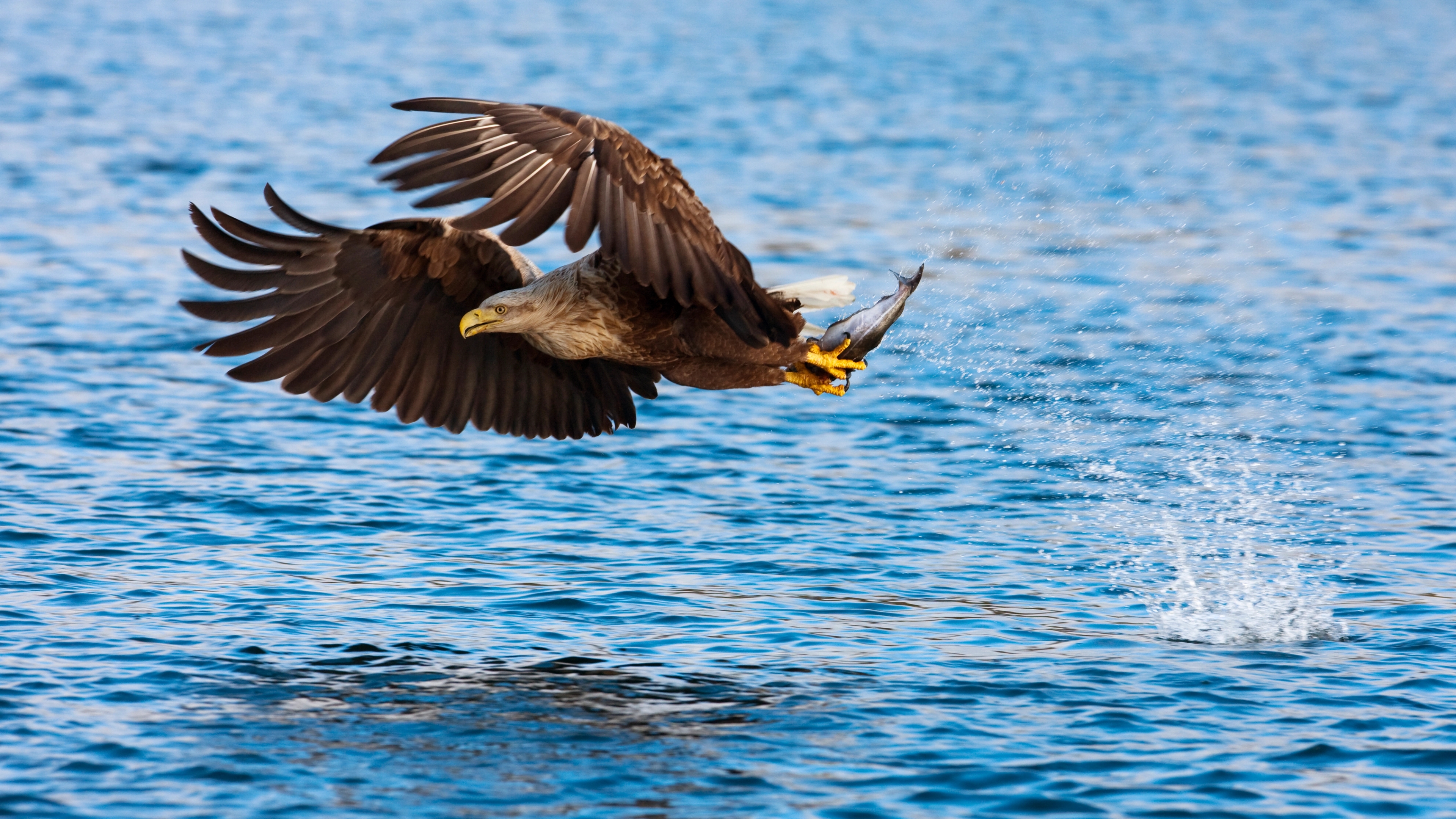A white-tailed eagly flying very close to the sea surface with a freshly caught fish in its claws, Bodø, Northern Norway
