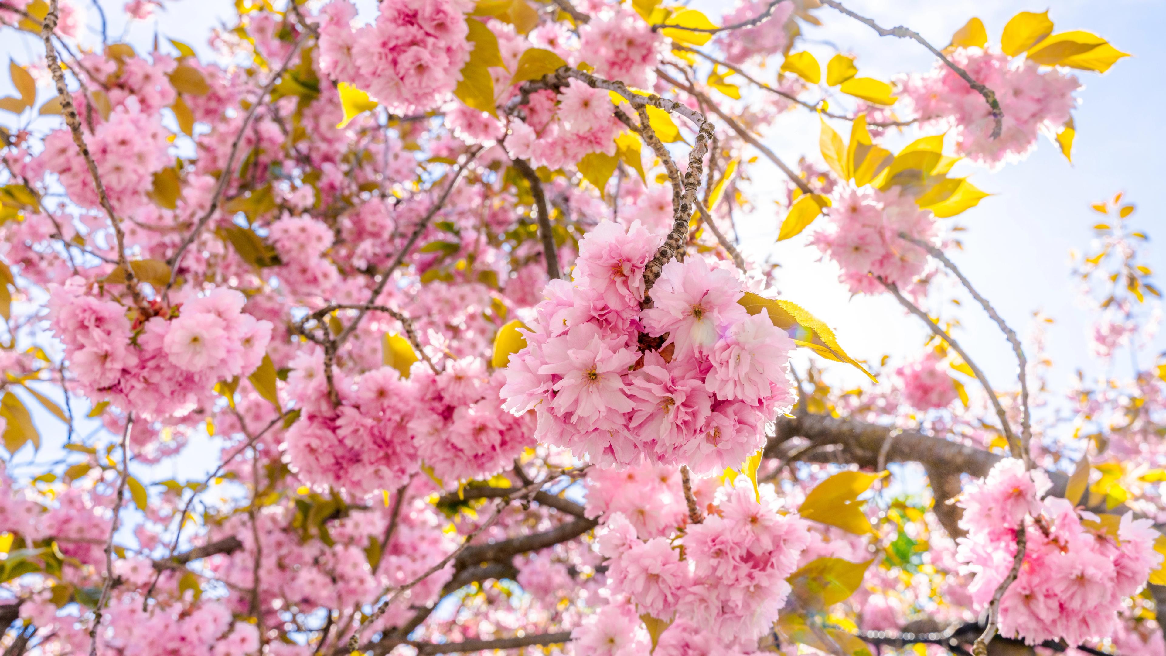 Japanese cherry trees blossom in Oslo Botanical Garden