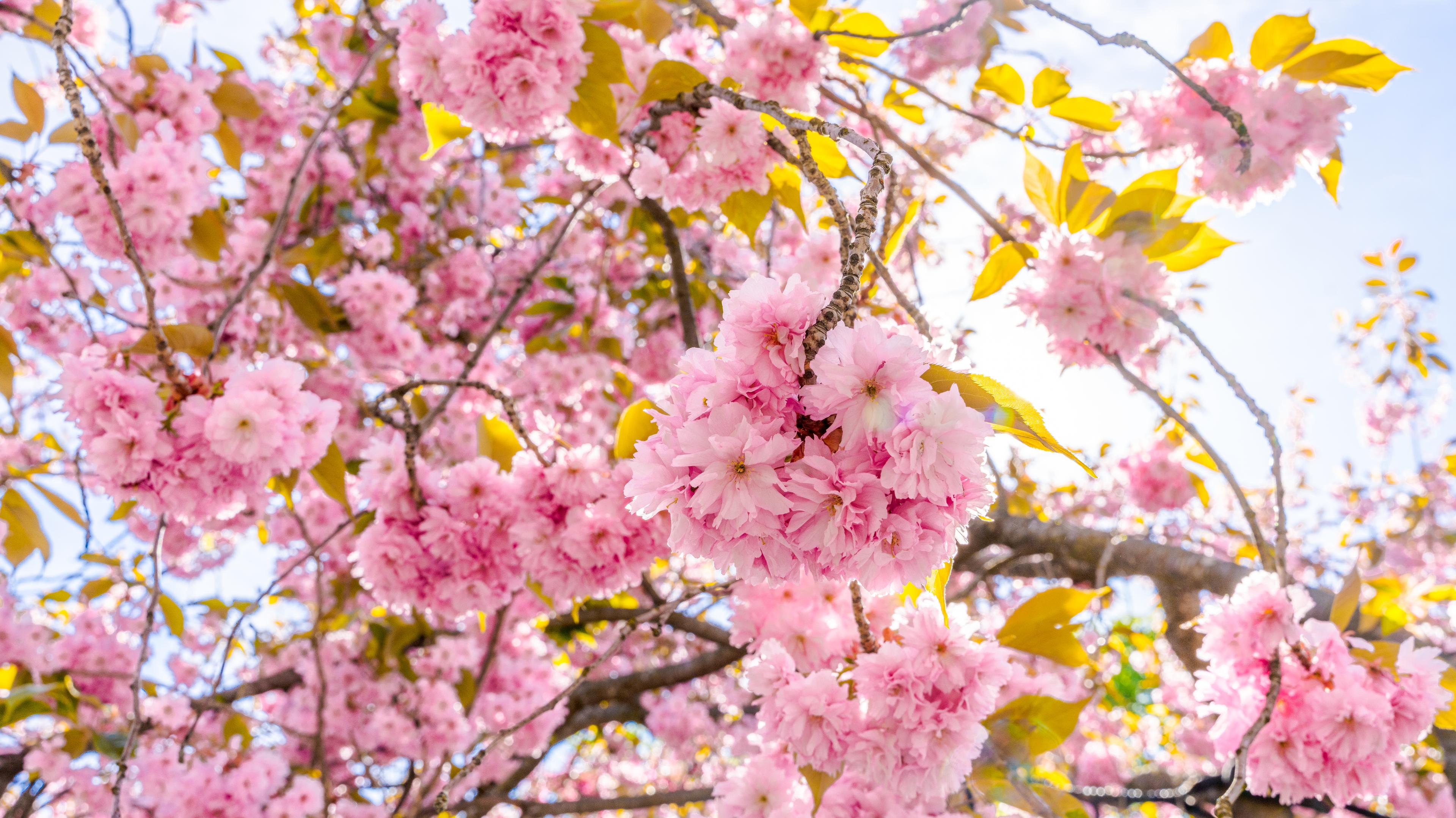 Japanese cherry trees blossom in Oslo Botanical Garden