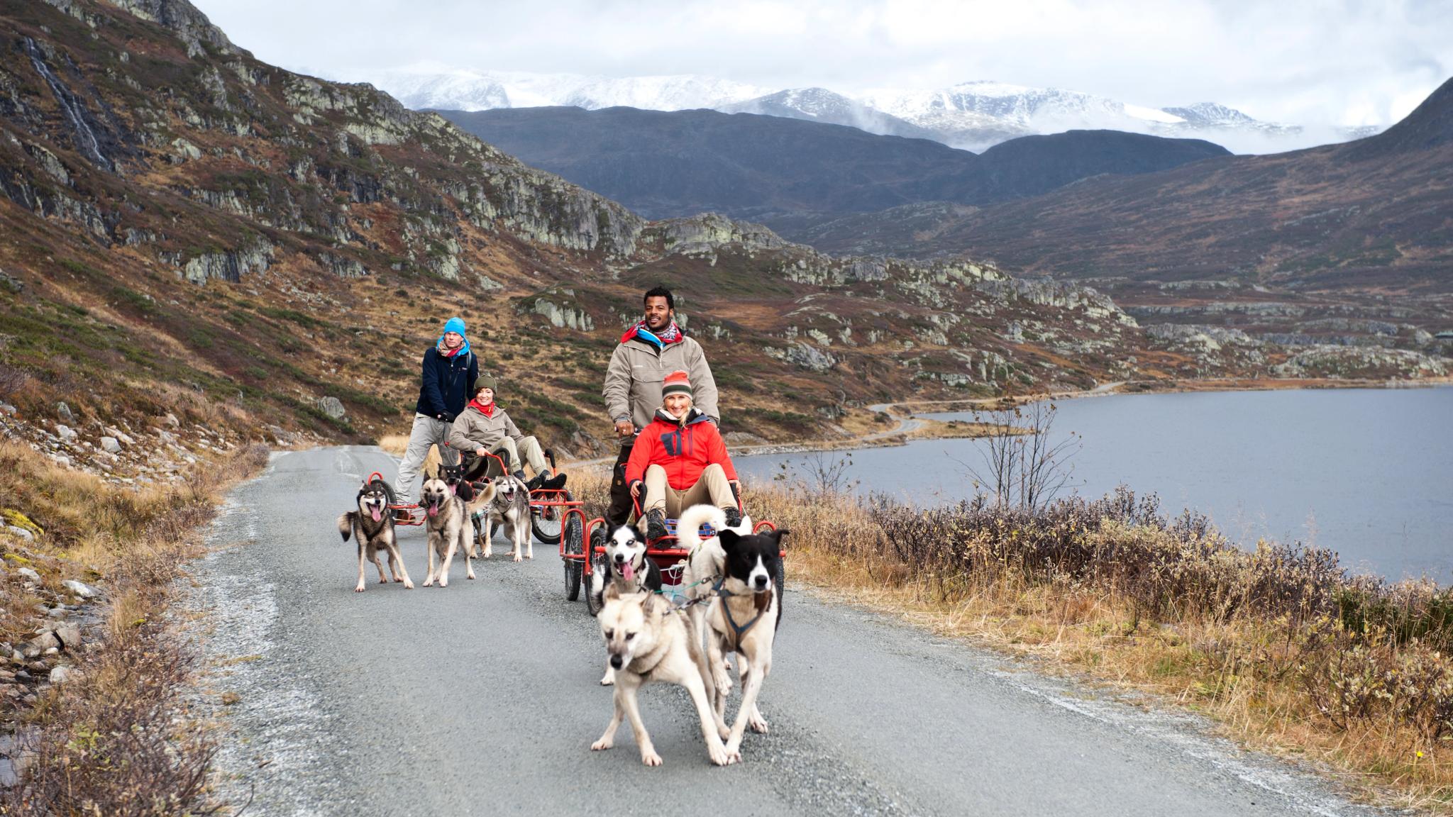 Personer kjører hundeslede på Beitostølen om sommeren.