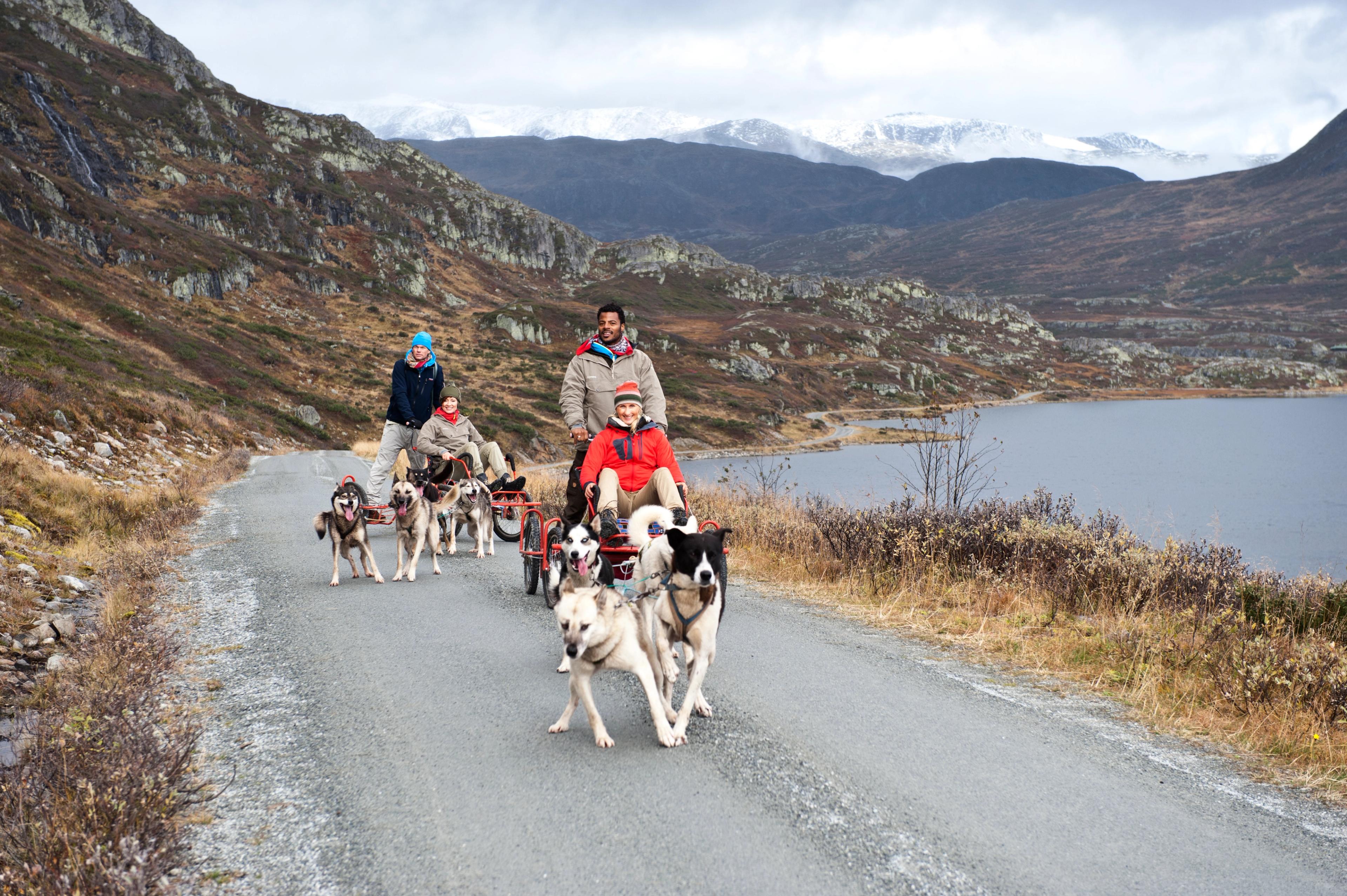 People doing dog sledding in summer at Beitostølen.