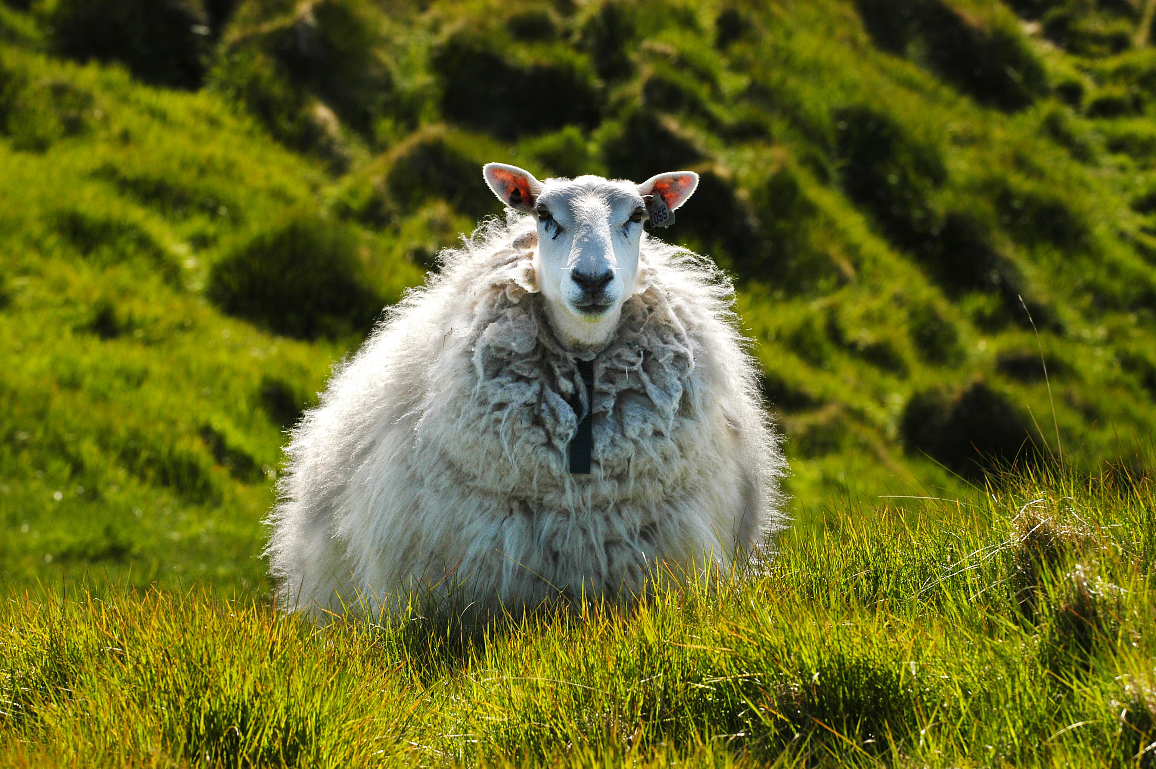 A big sheep grazing in green meadows