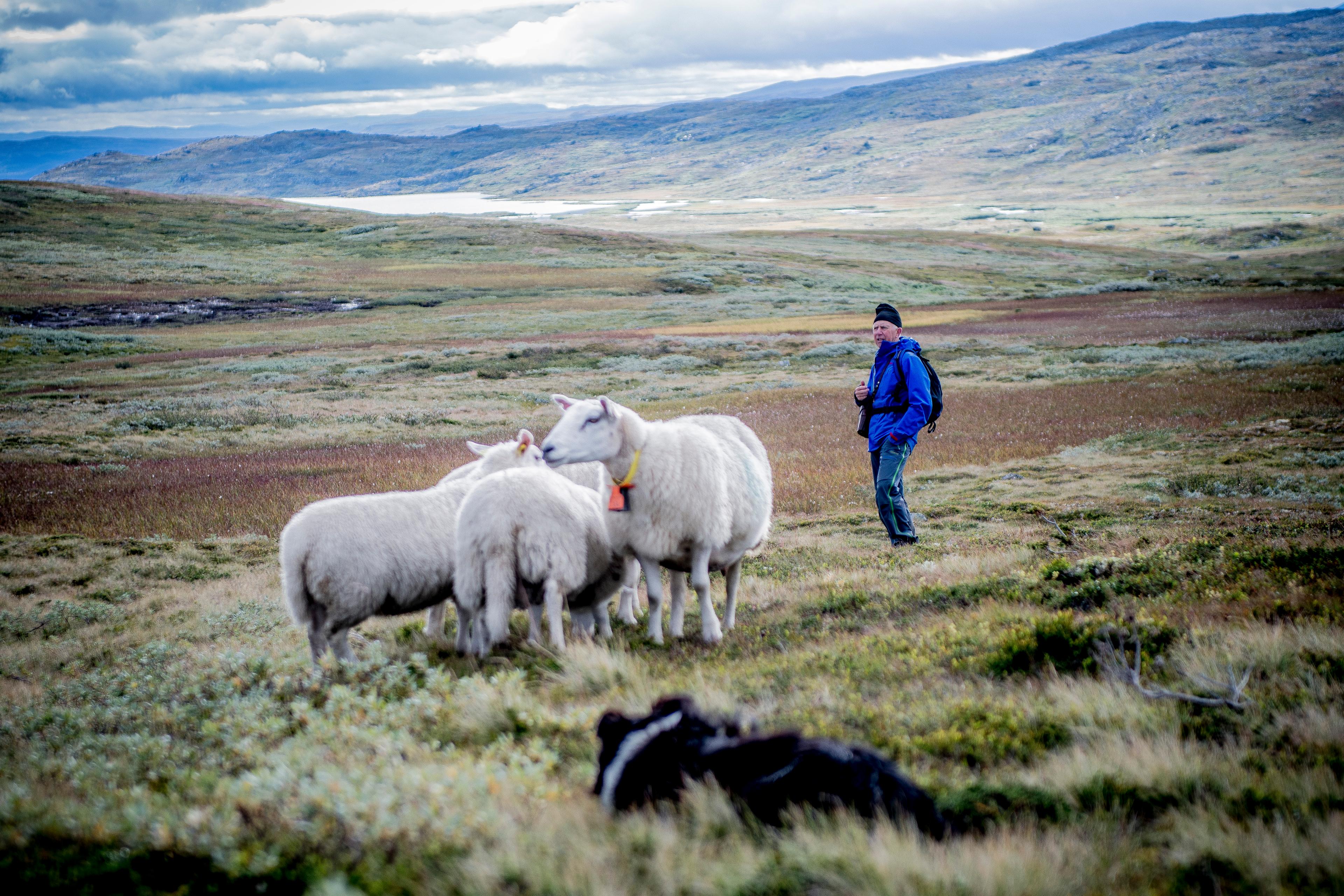 A man and a few sheep in a meadow in the mountains of Skarvheimen, Eastern Norway