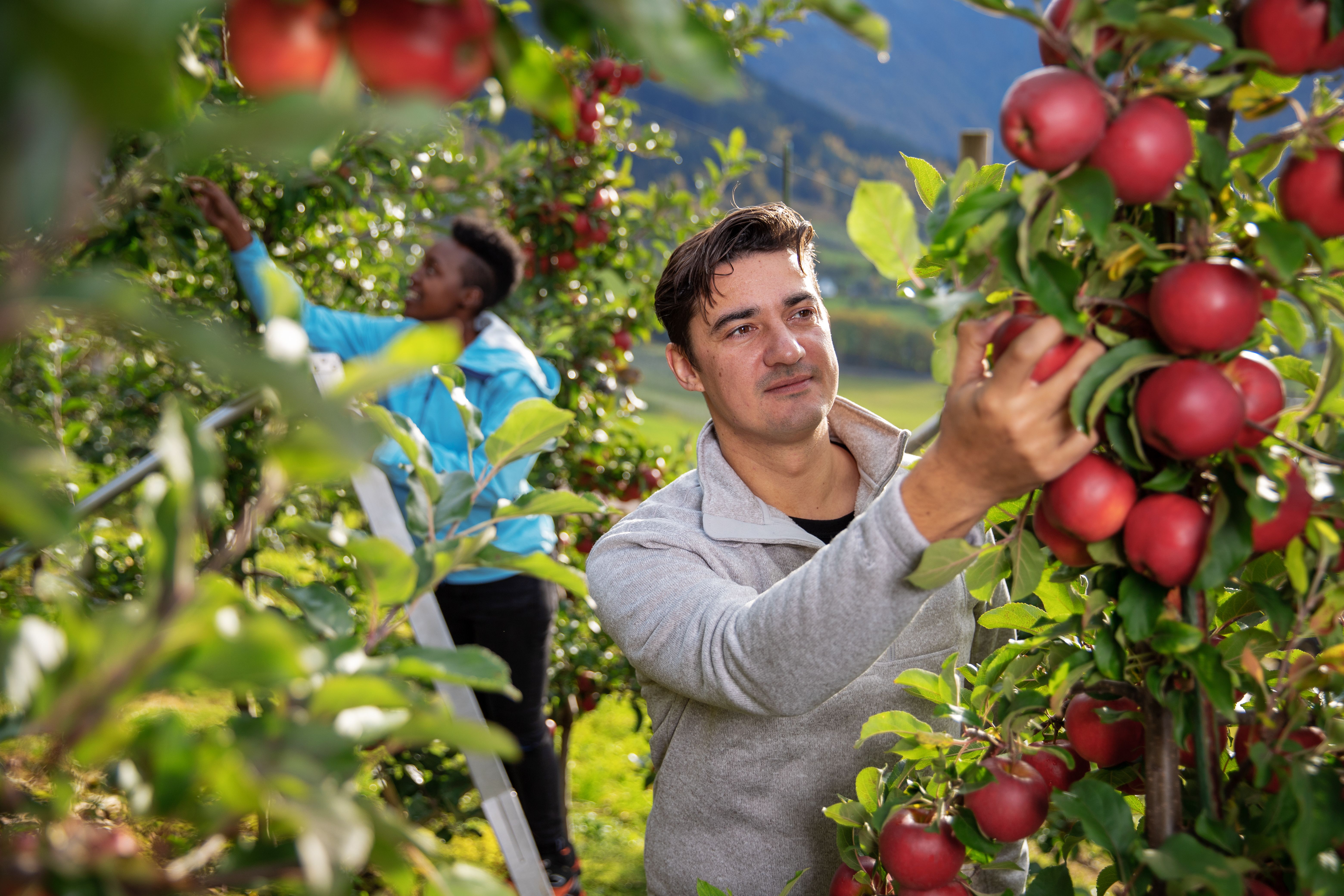 Two people picking apples at the farm Syse gard in Hardanger, Fjord Norway