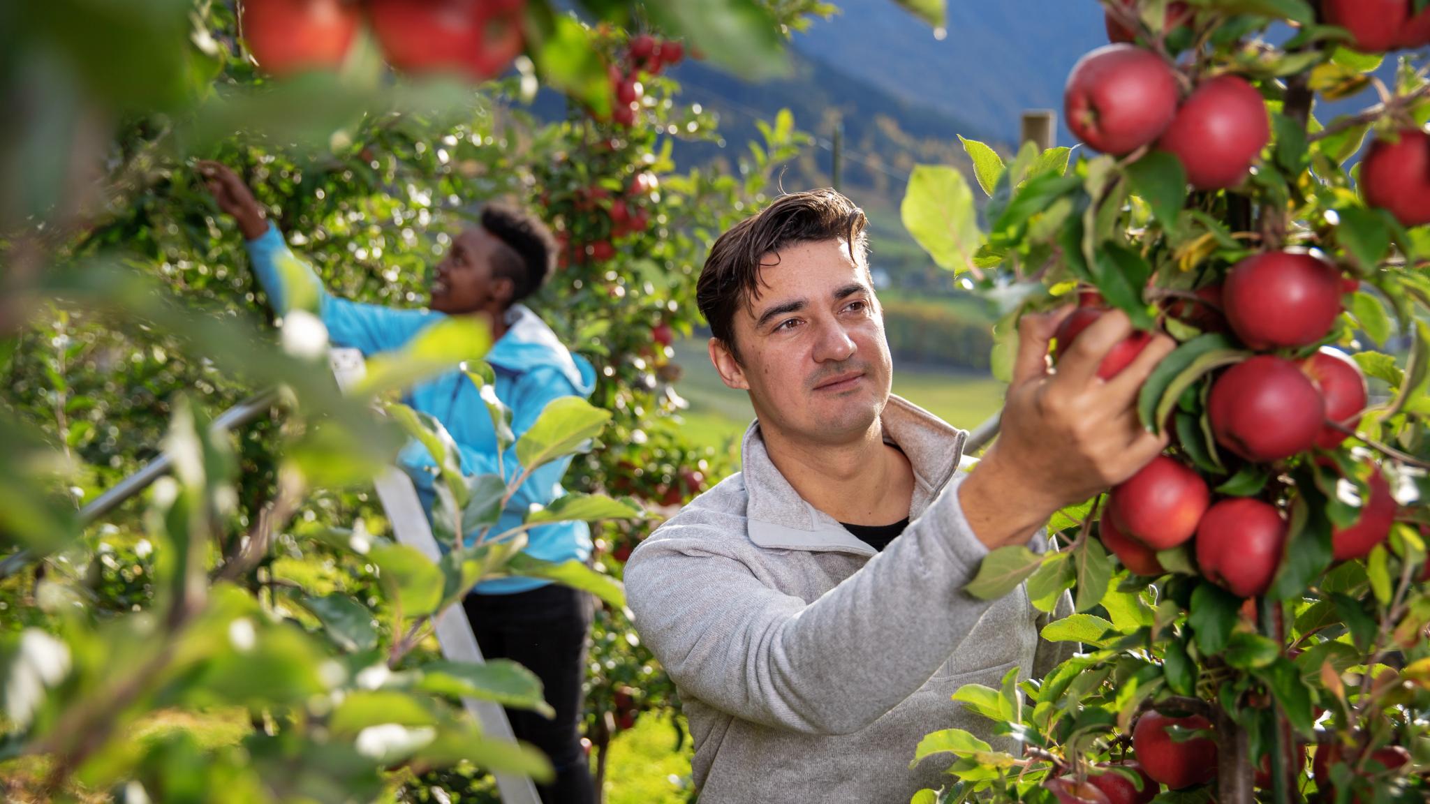 Two people picking apples at the farm Syse gard in Hardanger, Fjord Norway