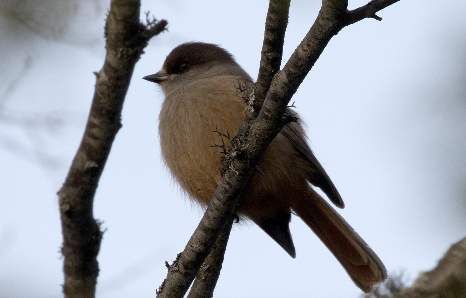 Close-up of a Siberian jay in a tree, Norway