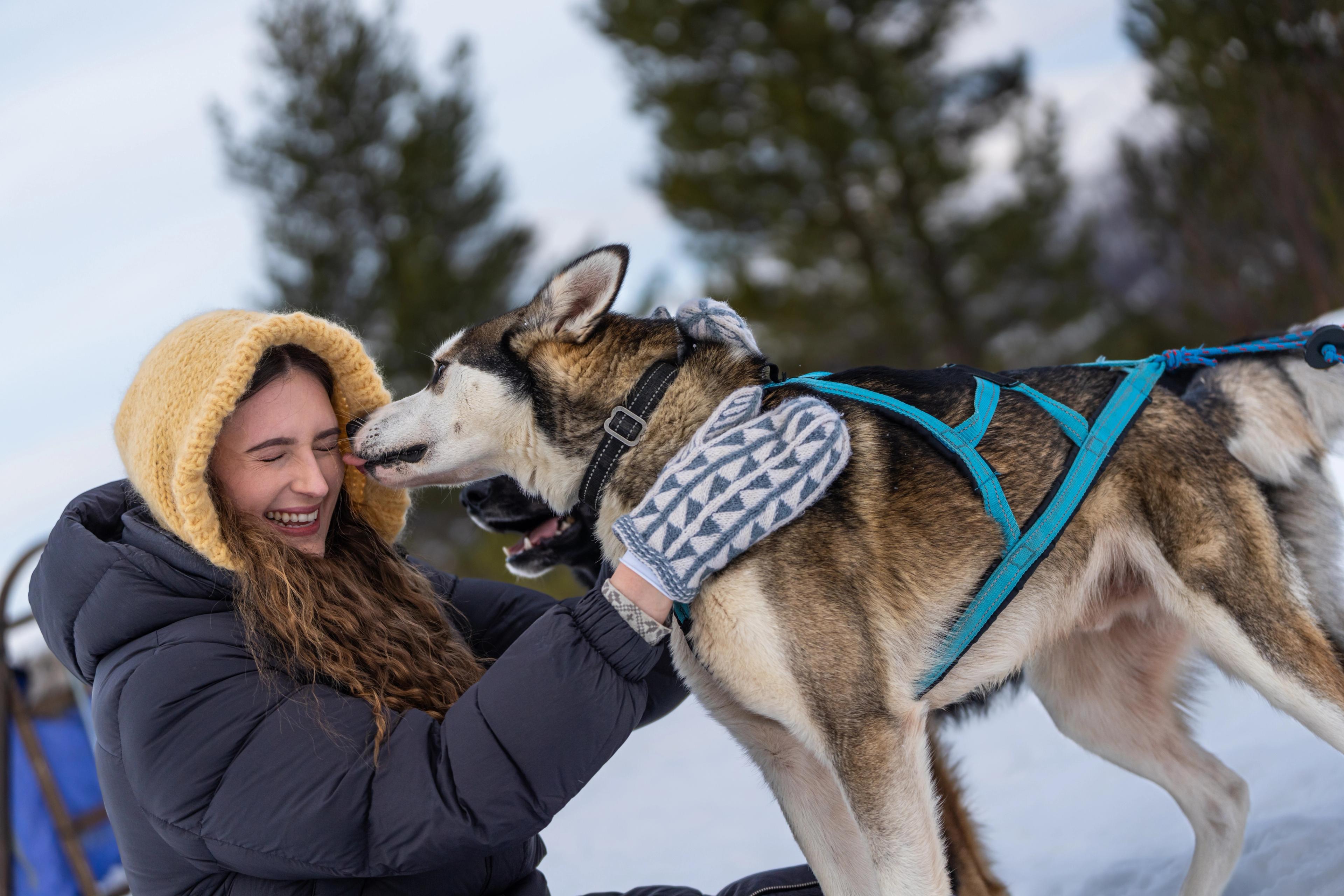 A woman cuddling with a sled dog at Geilo in the winter.