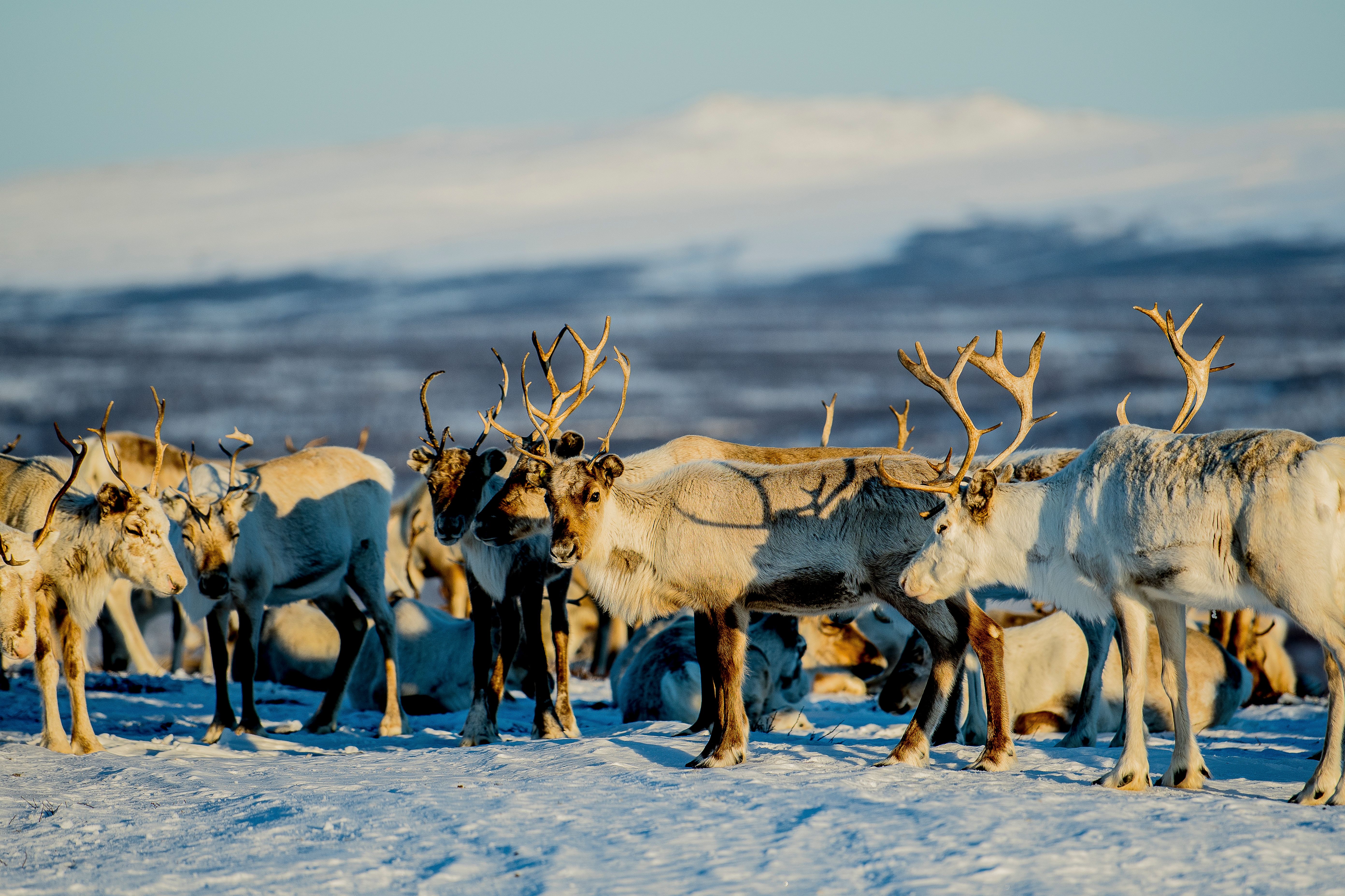 Reindeer huddled together in the snow during the migration.