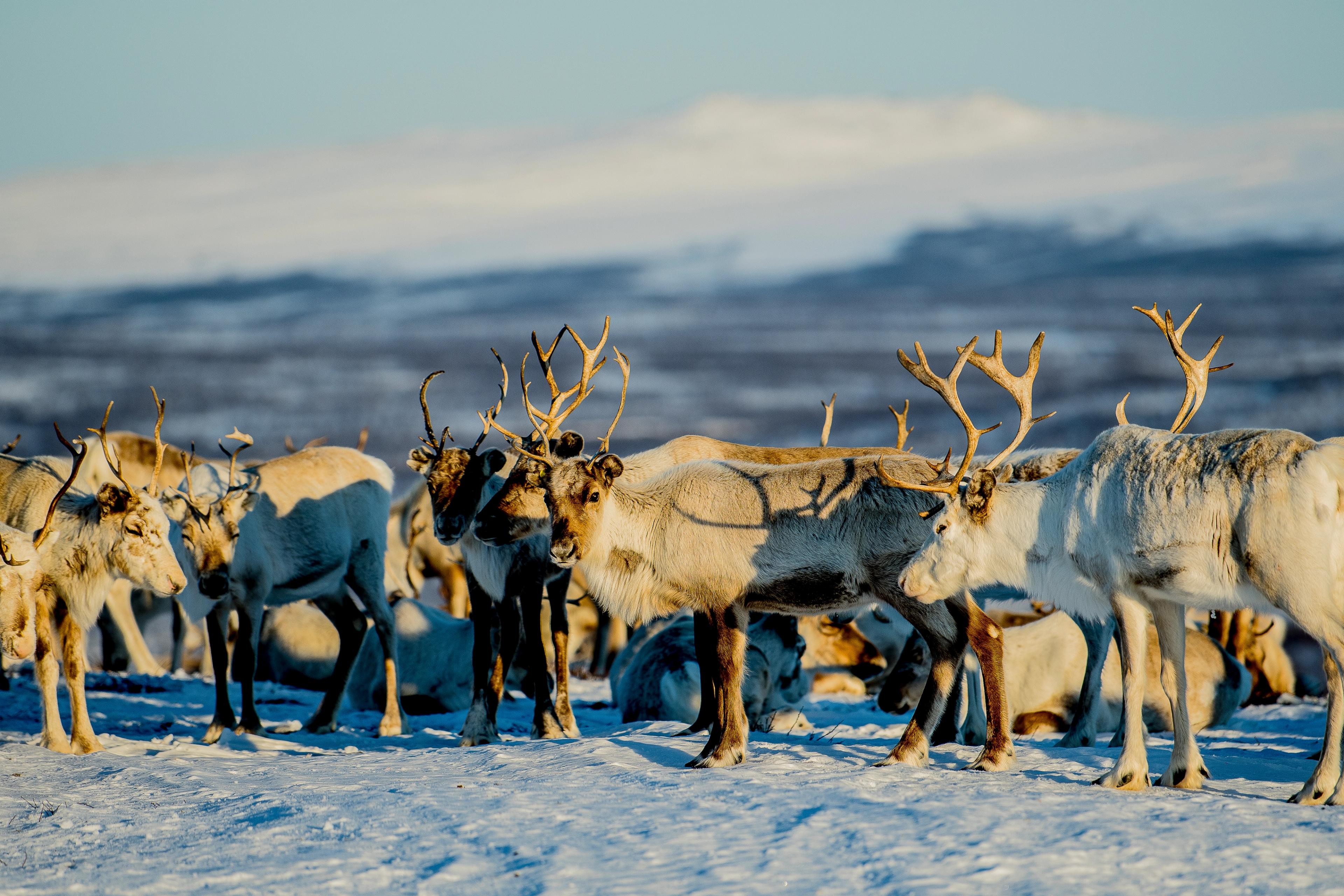 Reindeer huddled together in the snow during the migration.