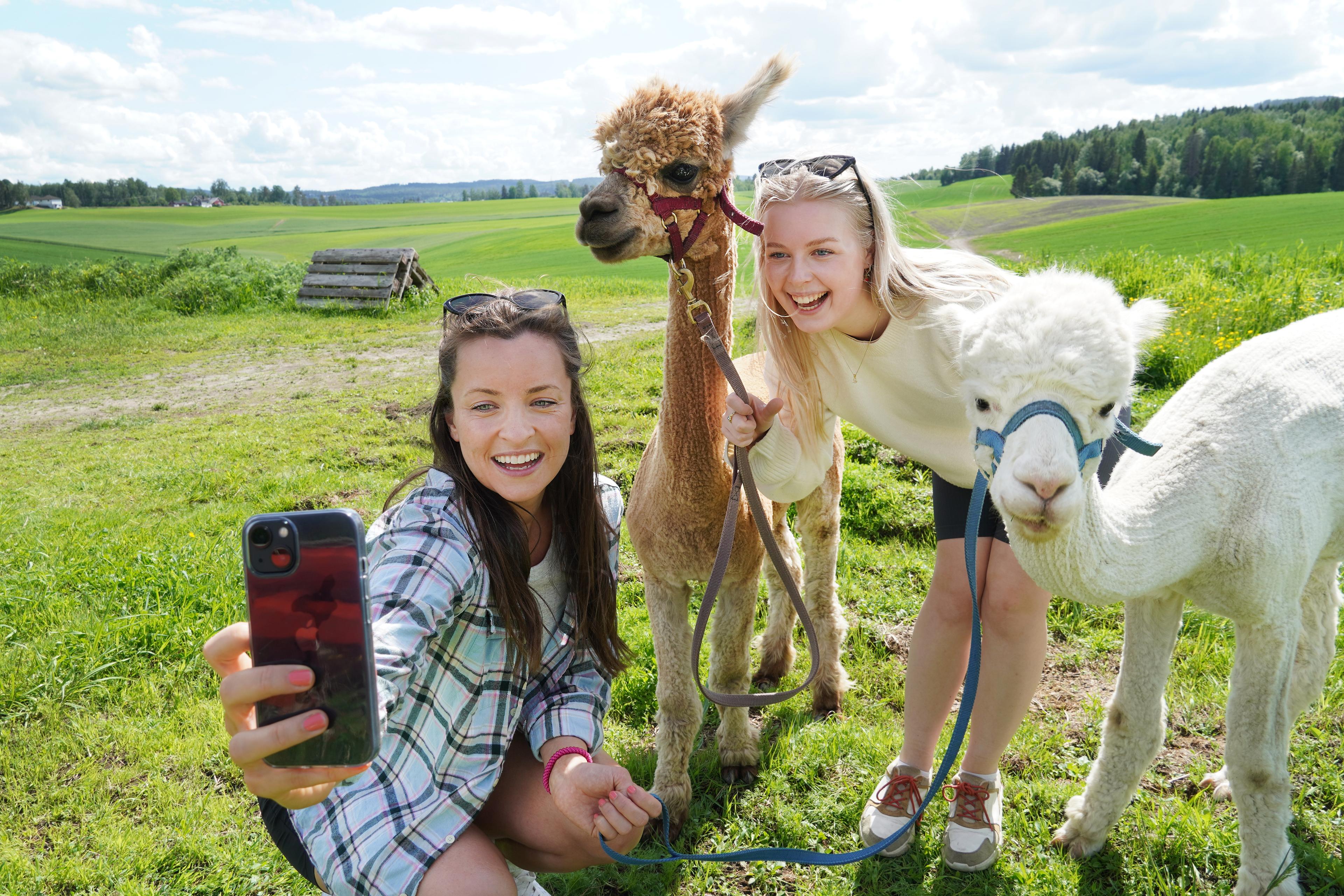 Two girls taking a selfie with two alpacas in Norway in summer.