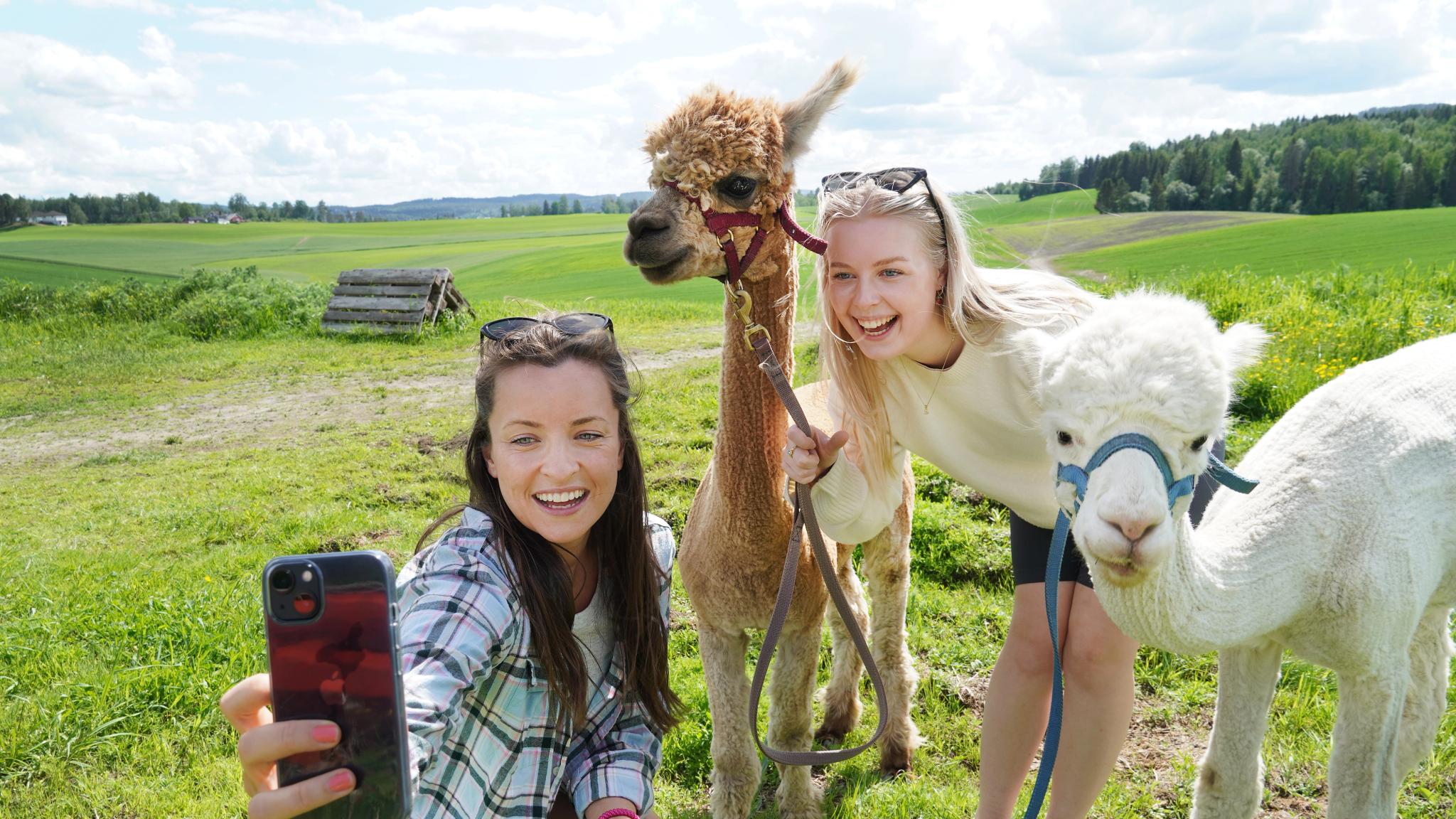Two girls taking a selfie with two alpacas in Norway in summer.