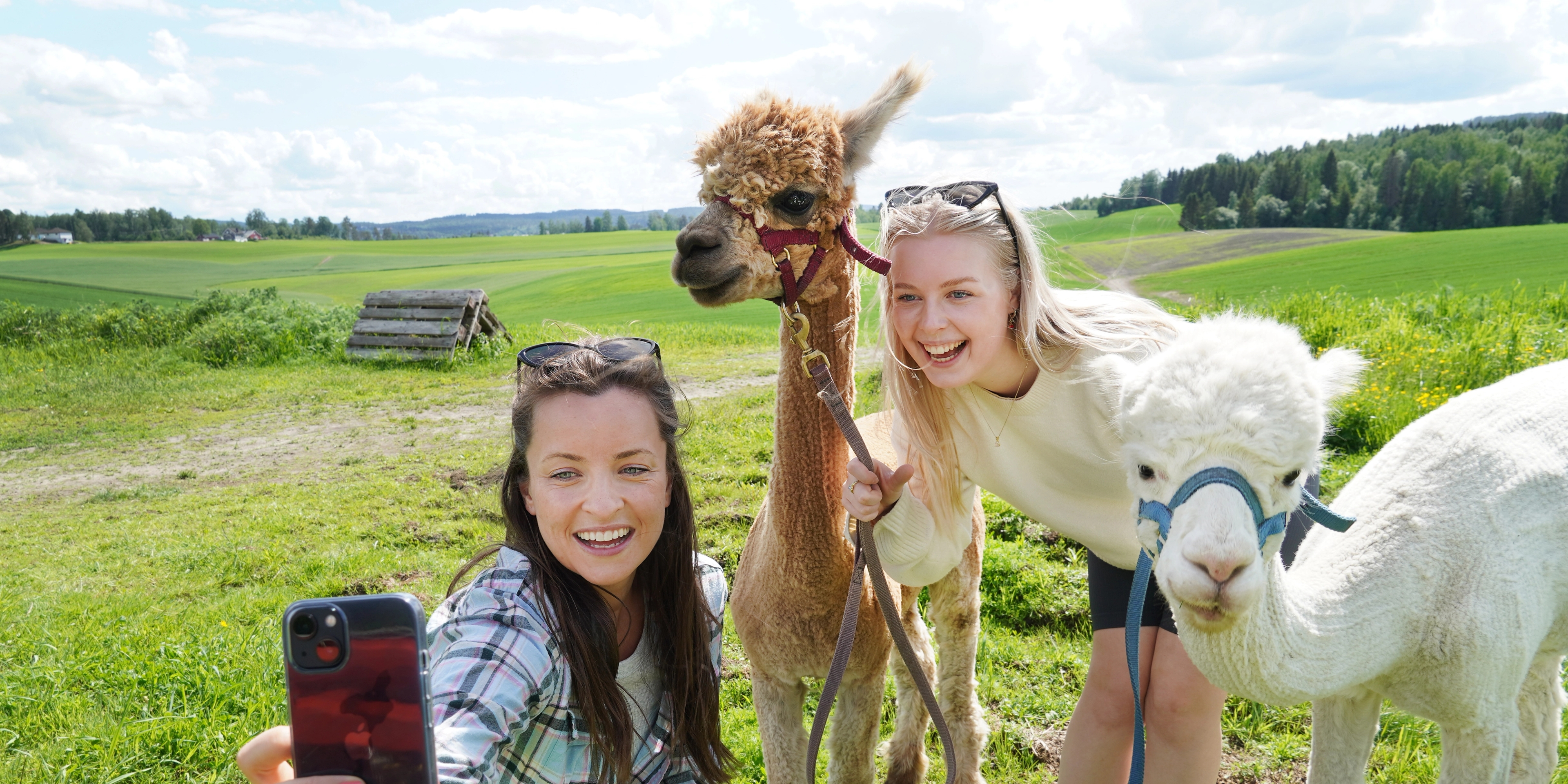 Two girls taking a selfie with two alpacas in Norway in summer.