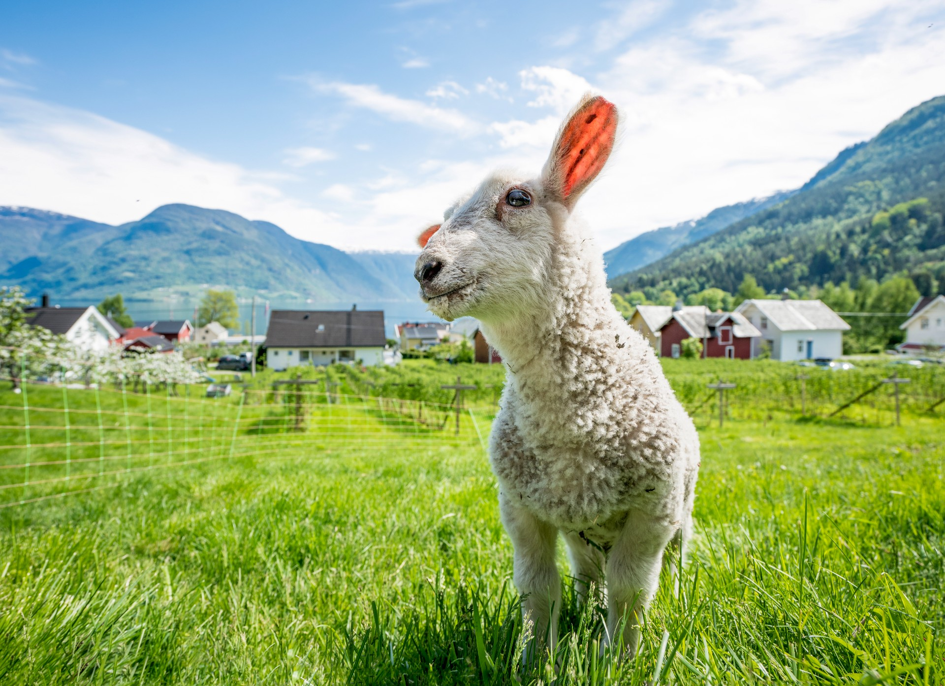 Best of Norway Escorted Small Group Tour