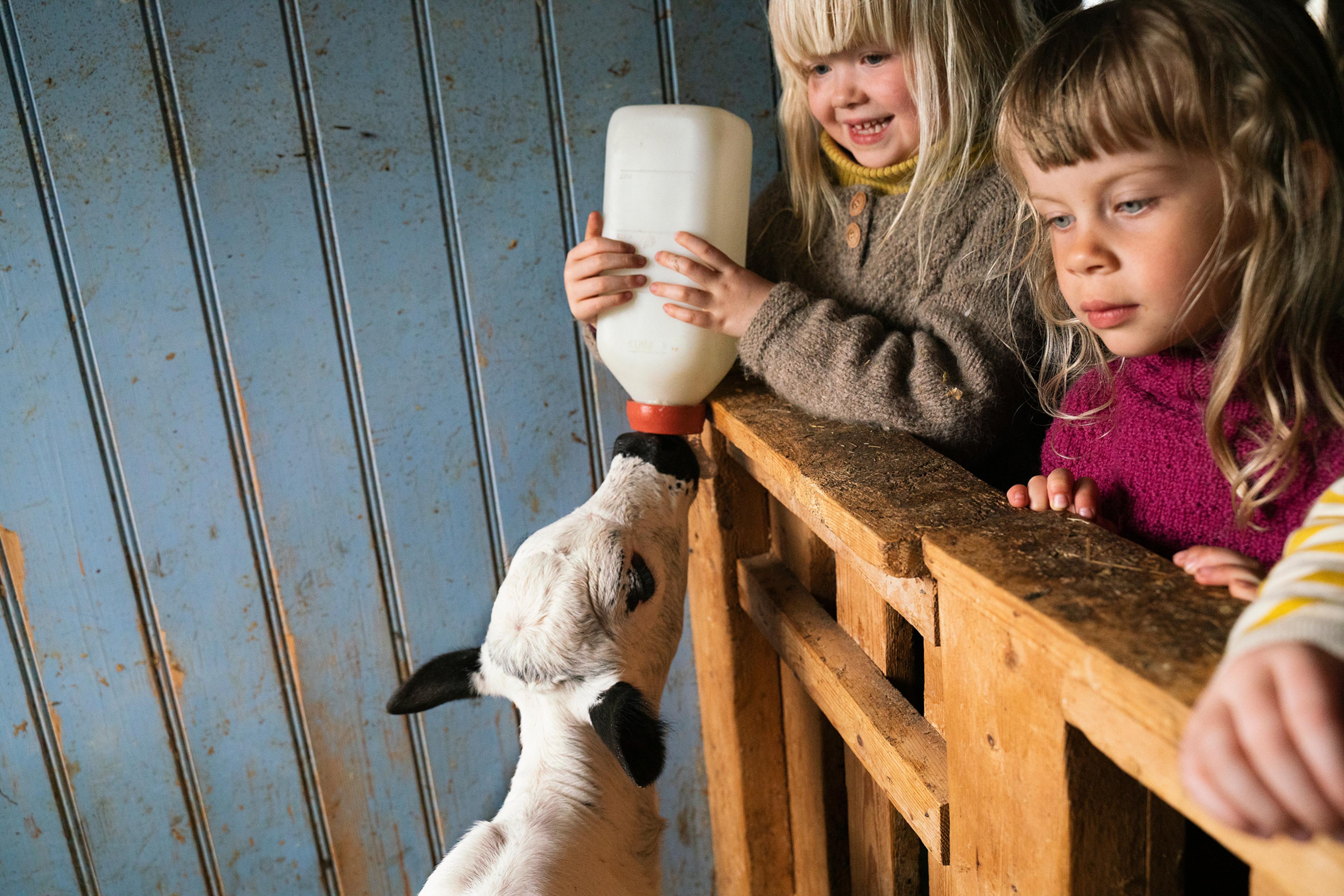 Kids feeding a calf at a farm in Fannrem.