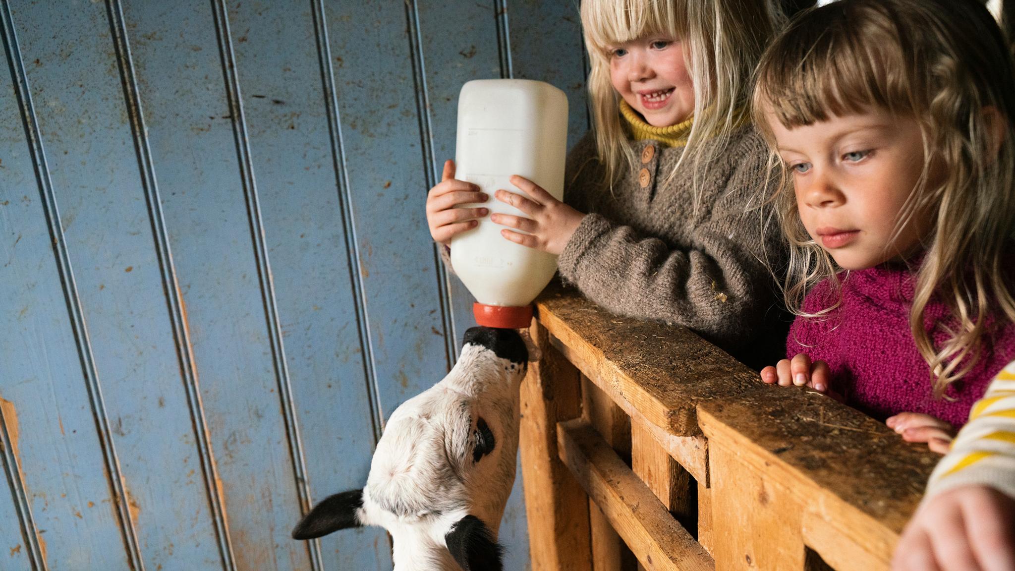 Kids feeding a calf at a farm in Fannrem.