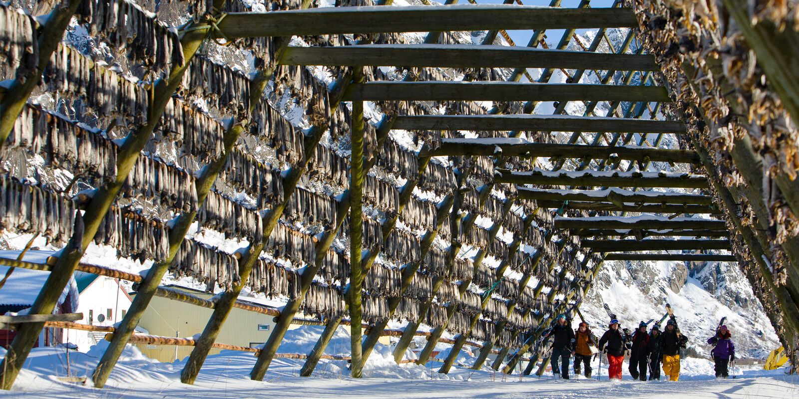 Sztokfisz w Vågan na Lofotach