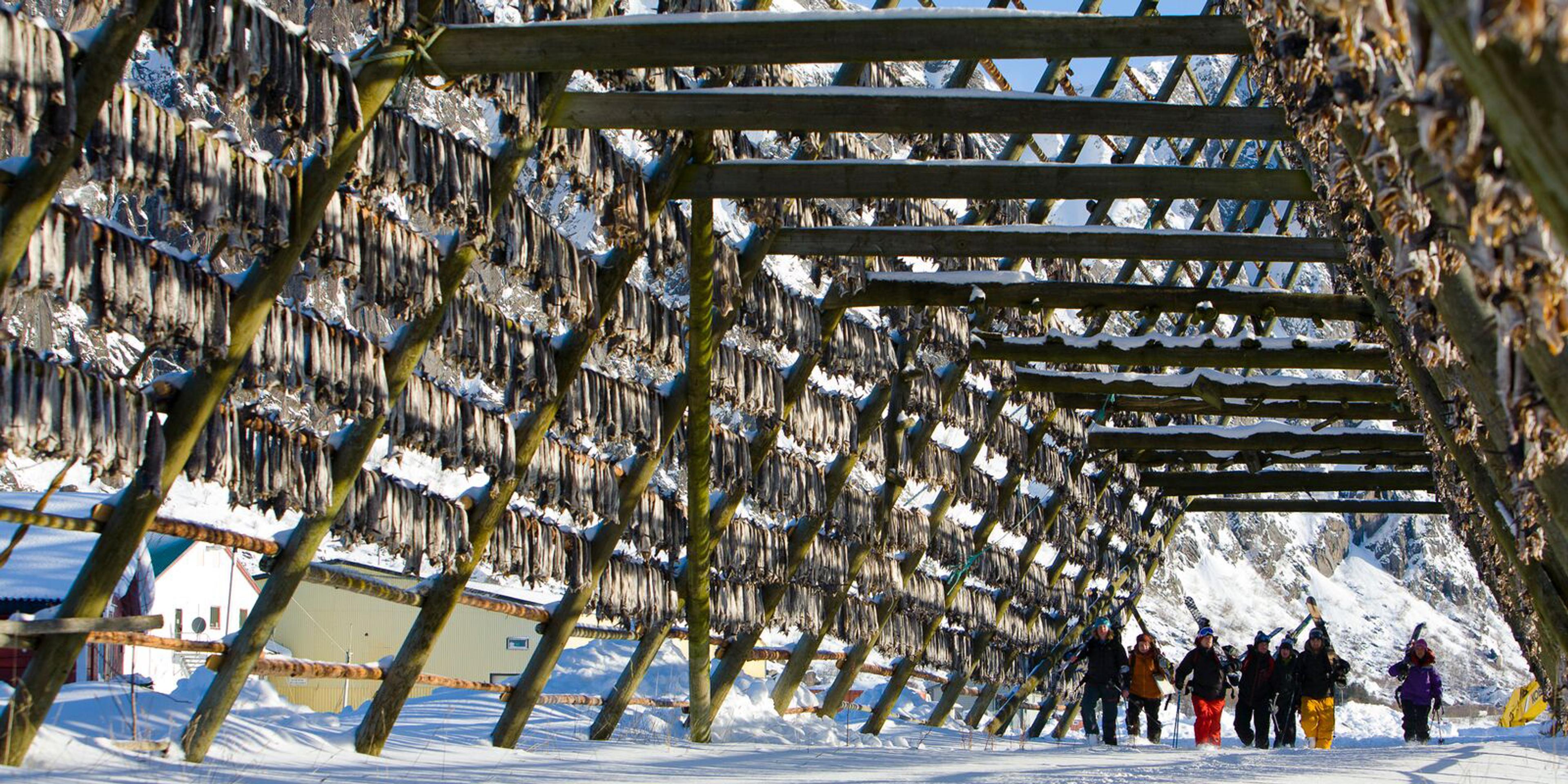 Sztokfisz w Vågan na Lofotach