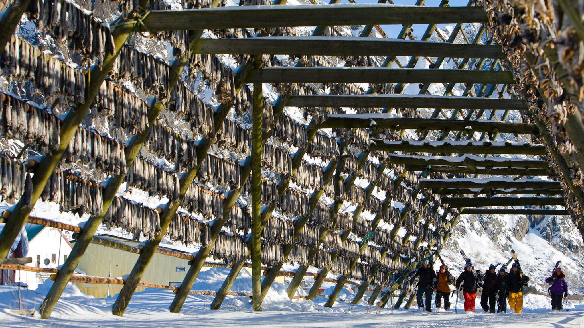 Sztokfisz w Vågan na Lofotach