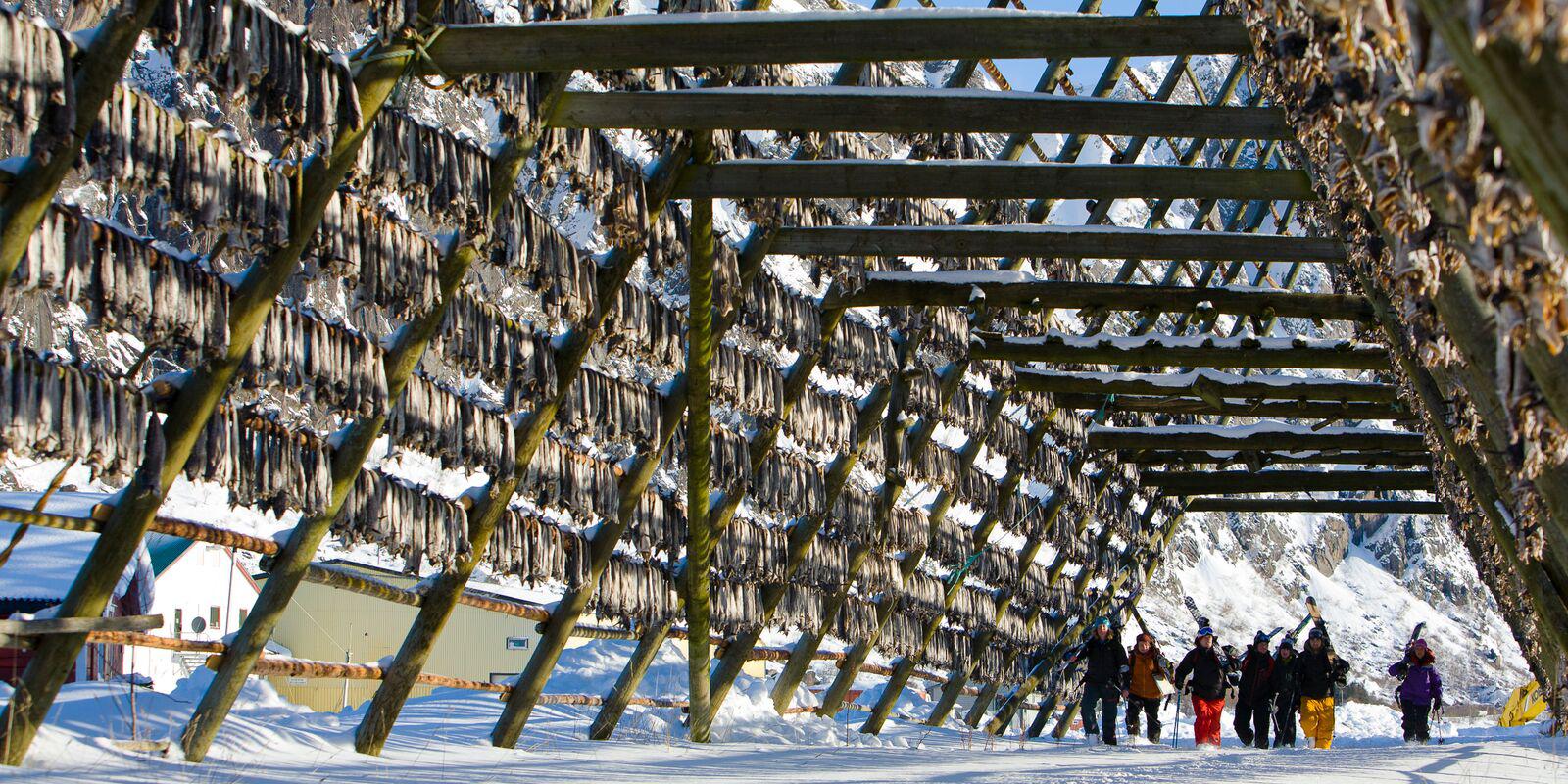 Sztokfisz w Vågan na Lofotach