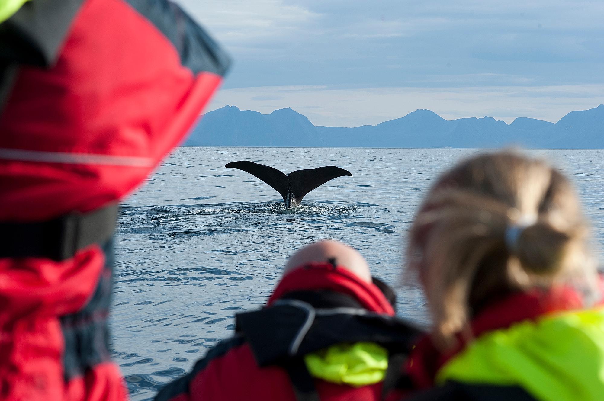 Een groep mensen die de staart van een walvis bewondert vanaf een boot, net buiten de Vesterålen in Noord-Noorwegen.