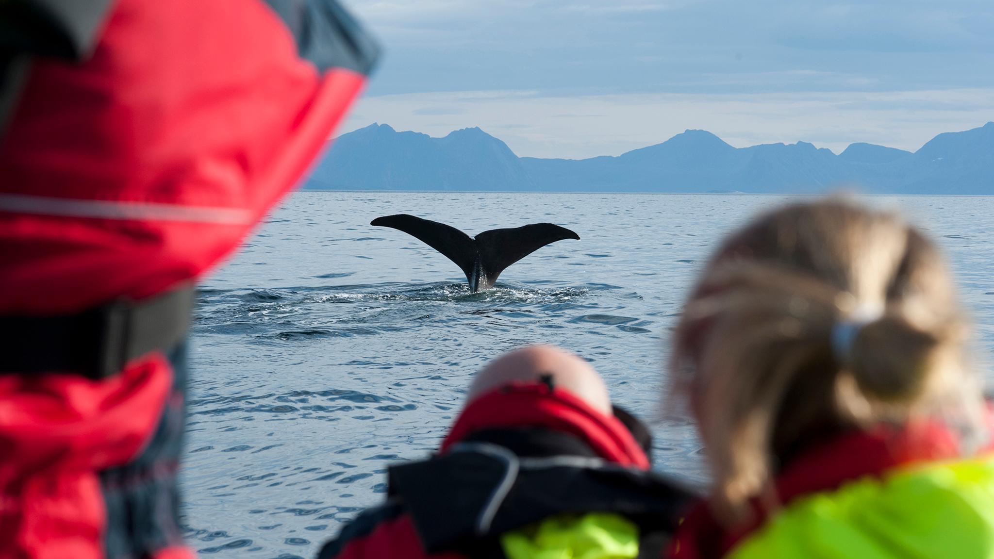 En grupp människor på en båt utanför Vesterålen i norra Norge ser en valfena sticka upp ur vattnet