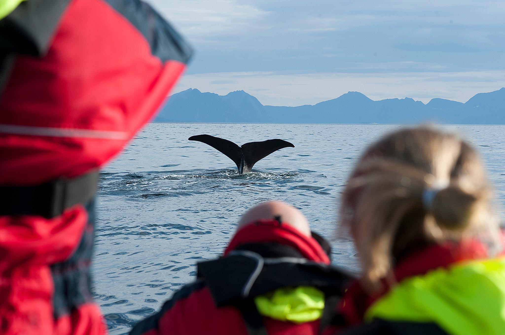 Dra på safari i Norge