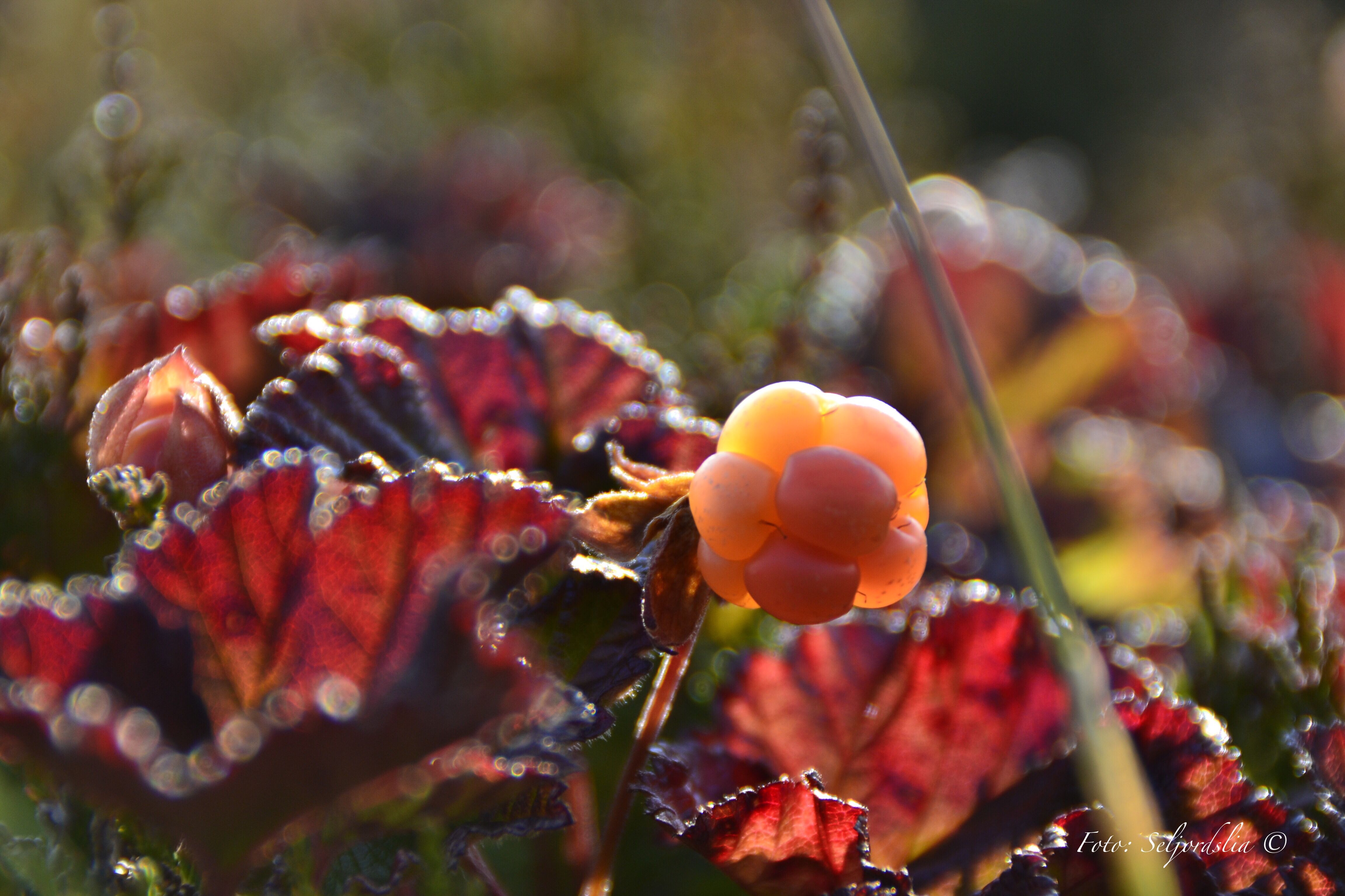 A cloudberry plant in nature