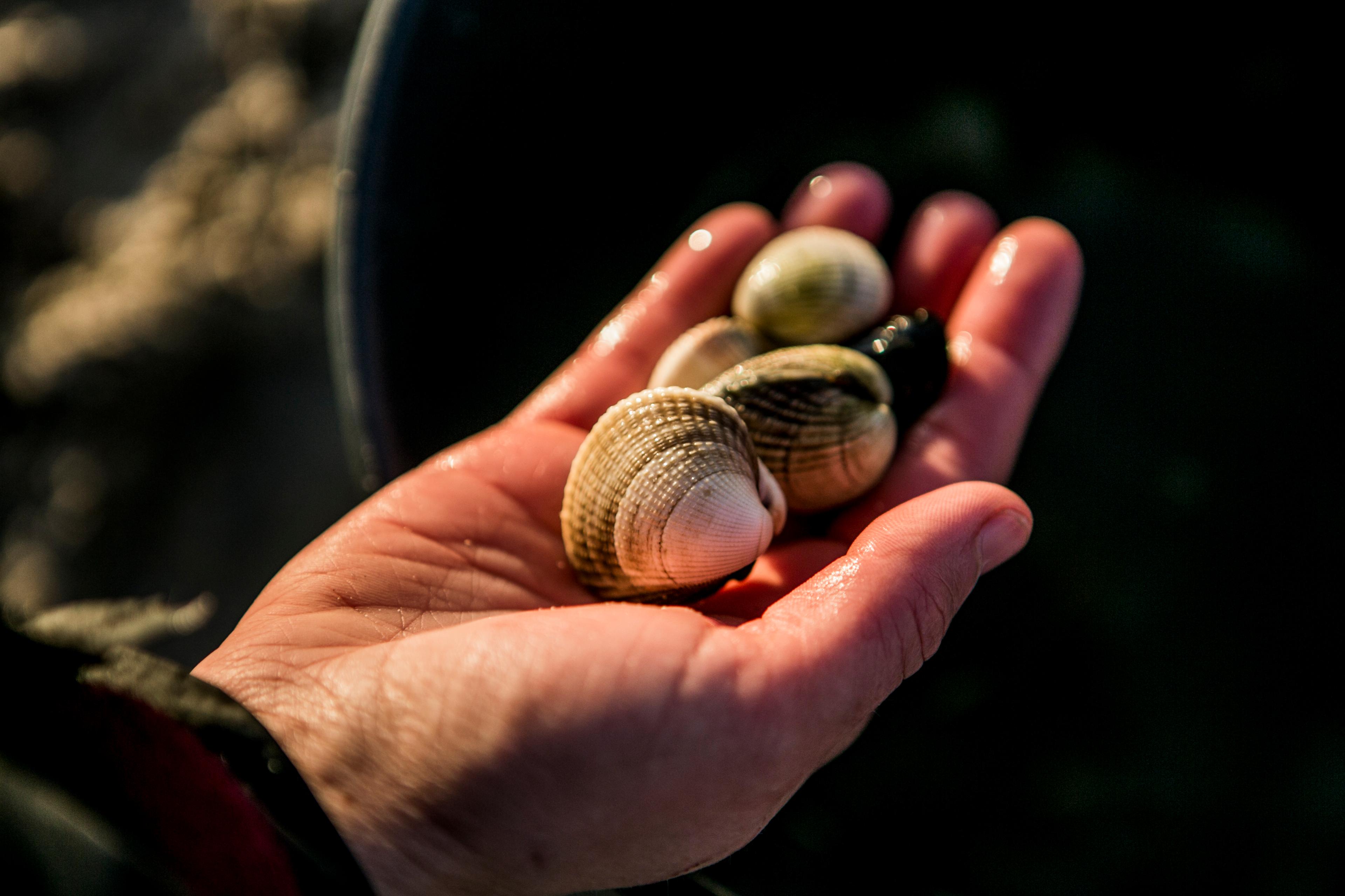 En person viser frem skjellene han har funnet i fjæra i Steigen i Nordland, Nord-Norge