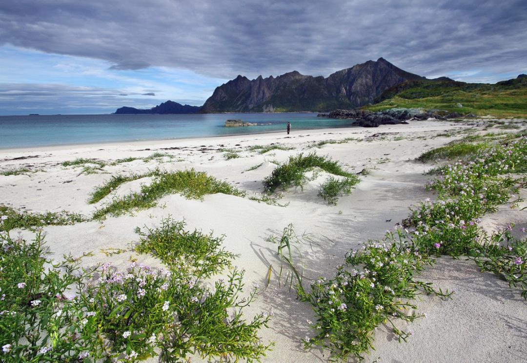Vesterålen en Norvège | Baleines et grandes émotions