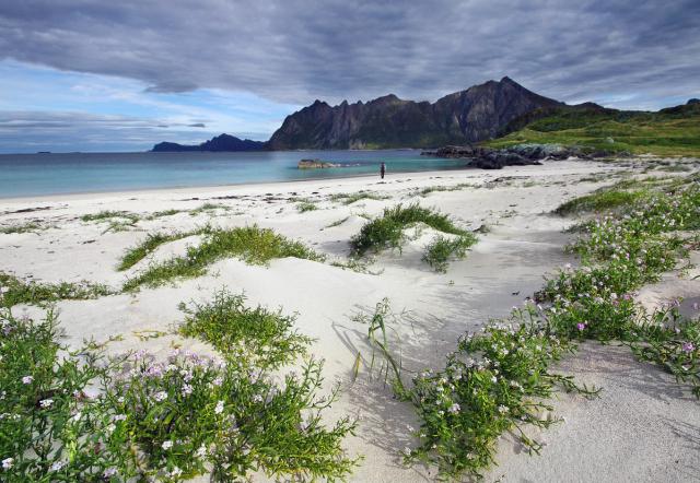 Vesterålen | Whale and wow experiences