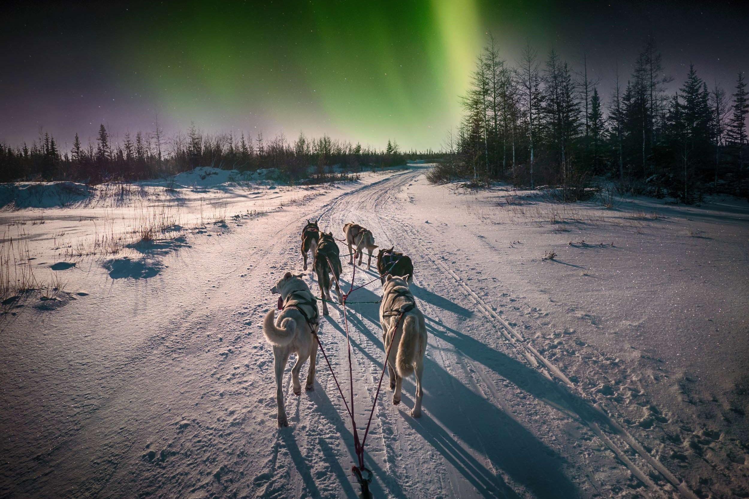 A dog sled traveling under the northern lights on a snowy forest path.