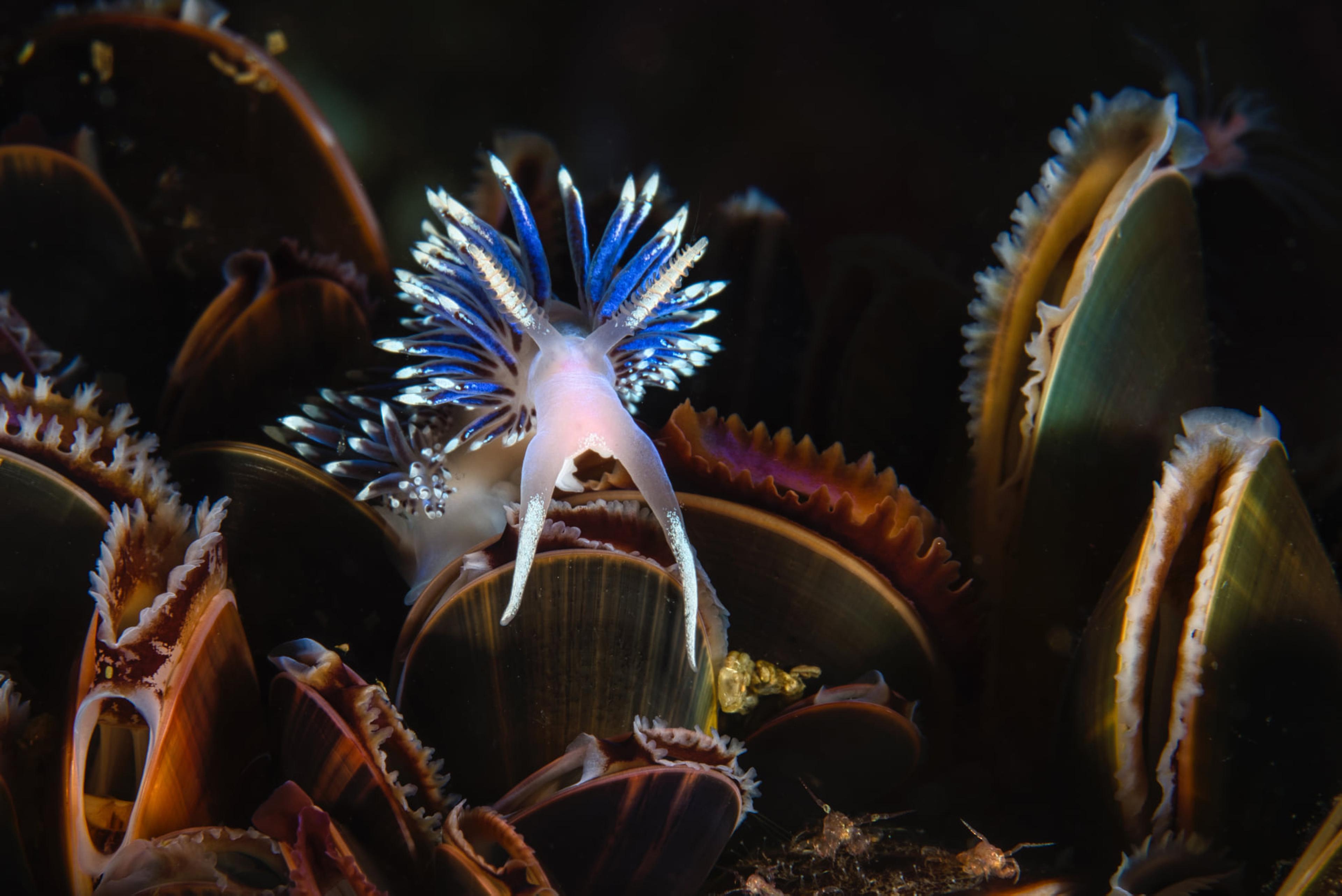 Sea snail in Saltstraumen in Northern Norway