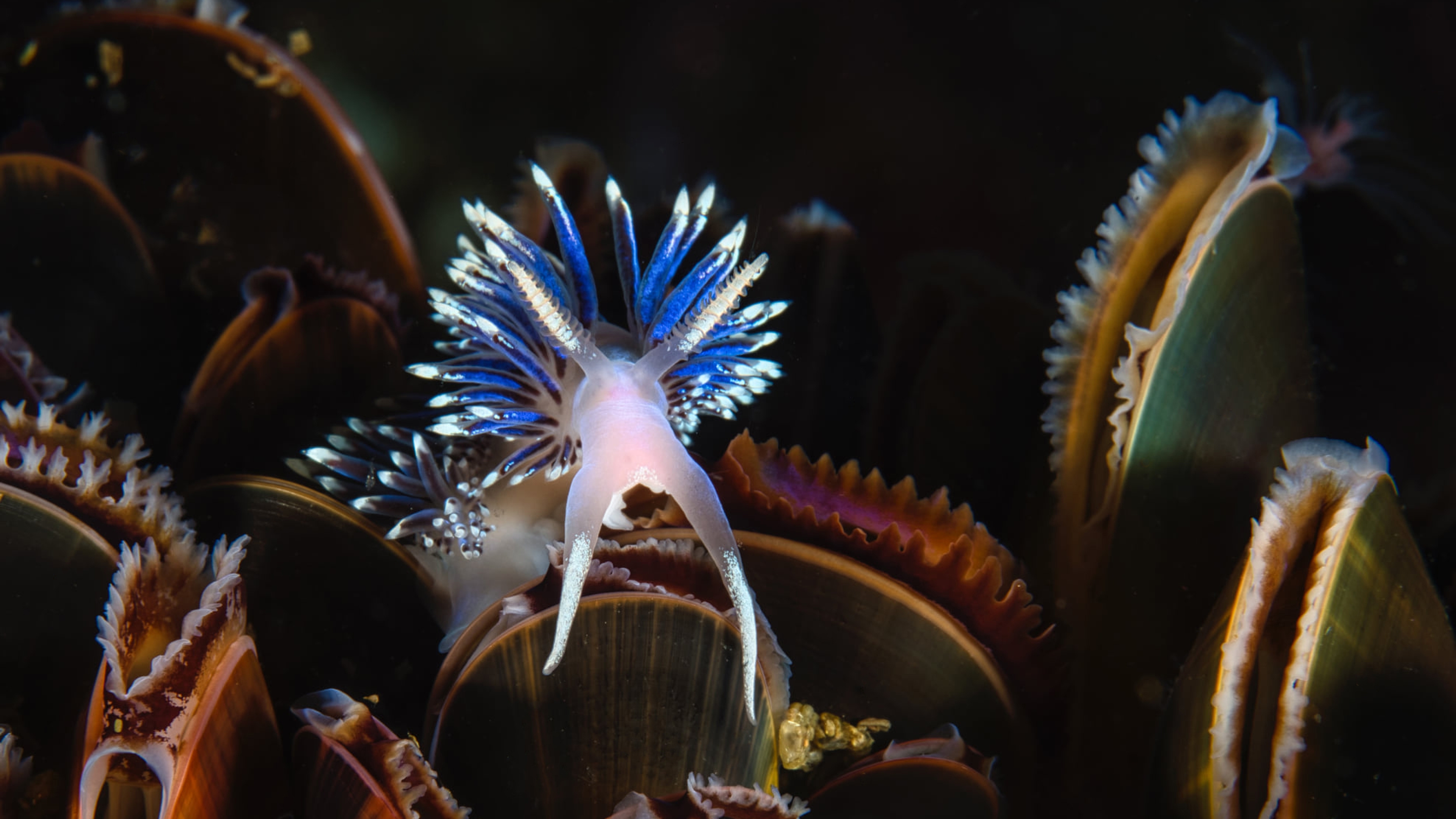 Sea snail in Saltstraumen in Northern Norway