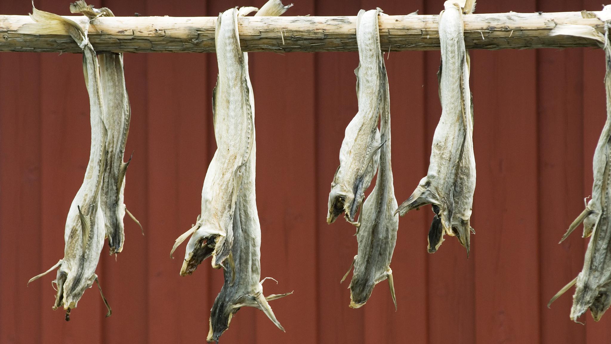 Stockfish in Norway.