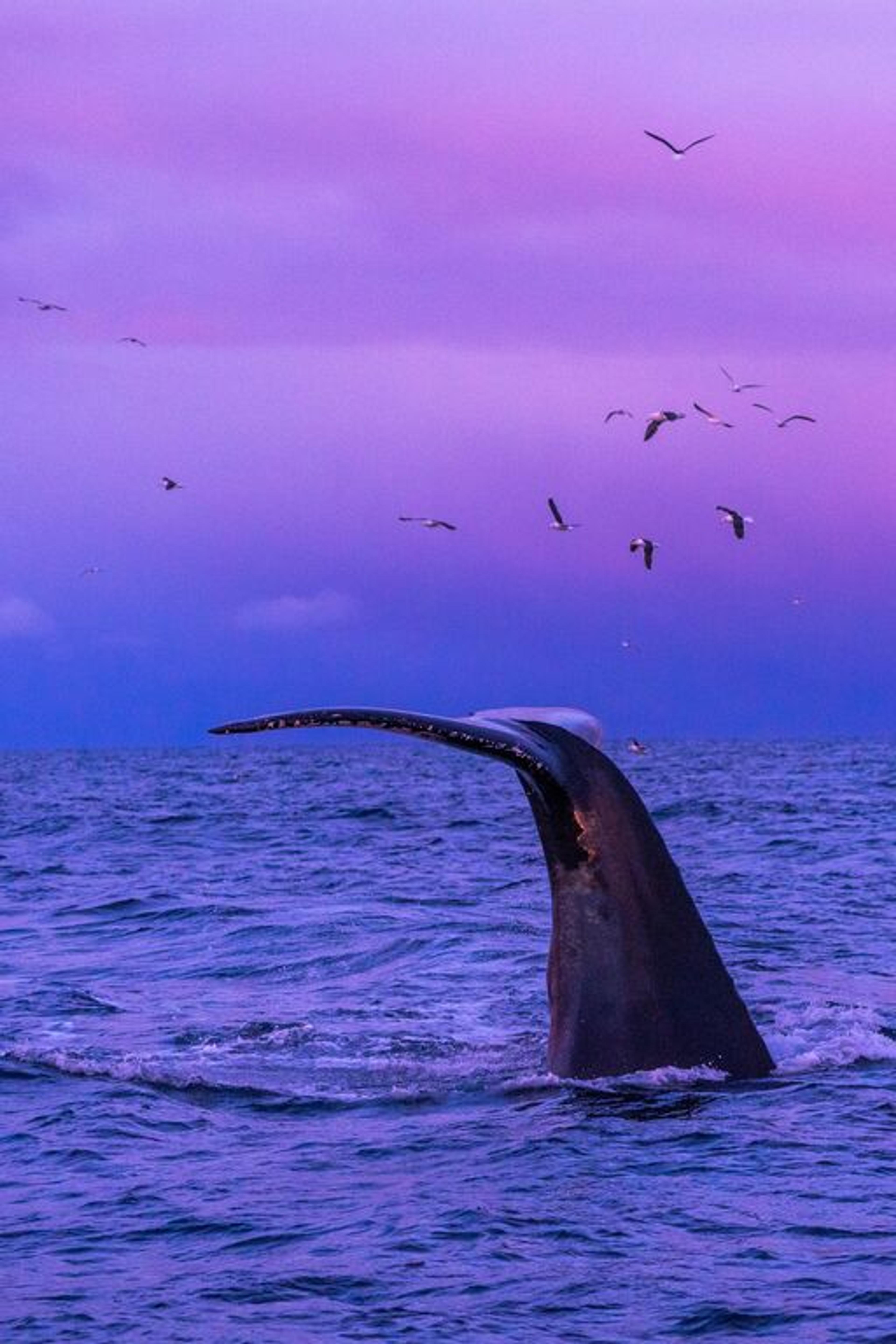 Tromsø Whale Watching Tour by Go Fjords