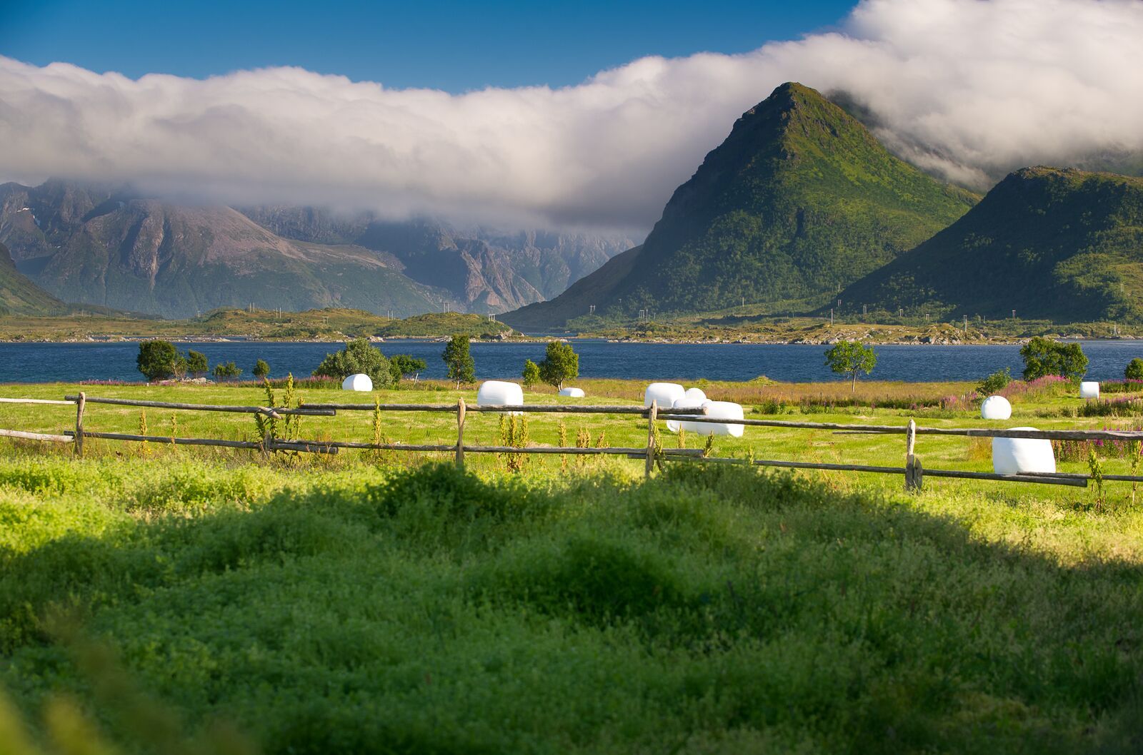 Field in Lofoten