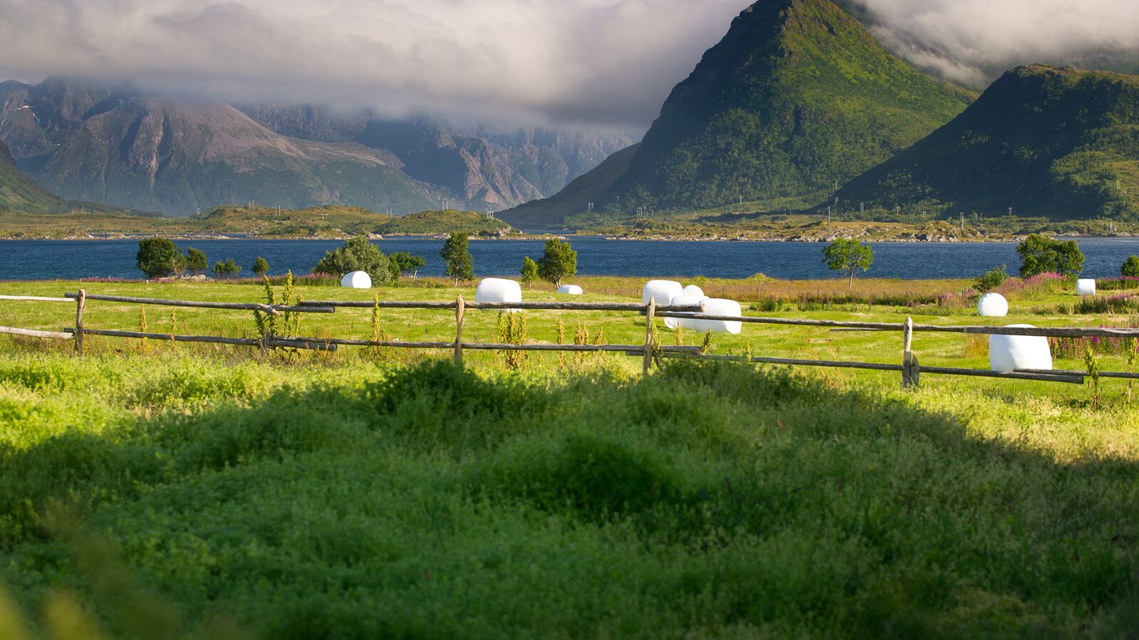 Field in Lofoten