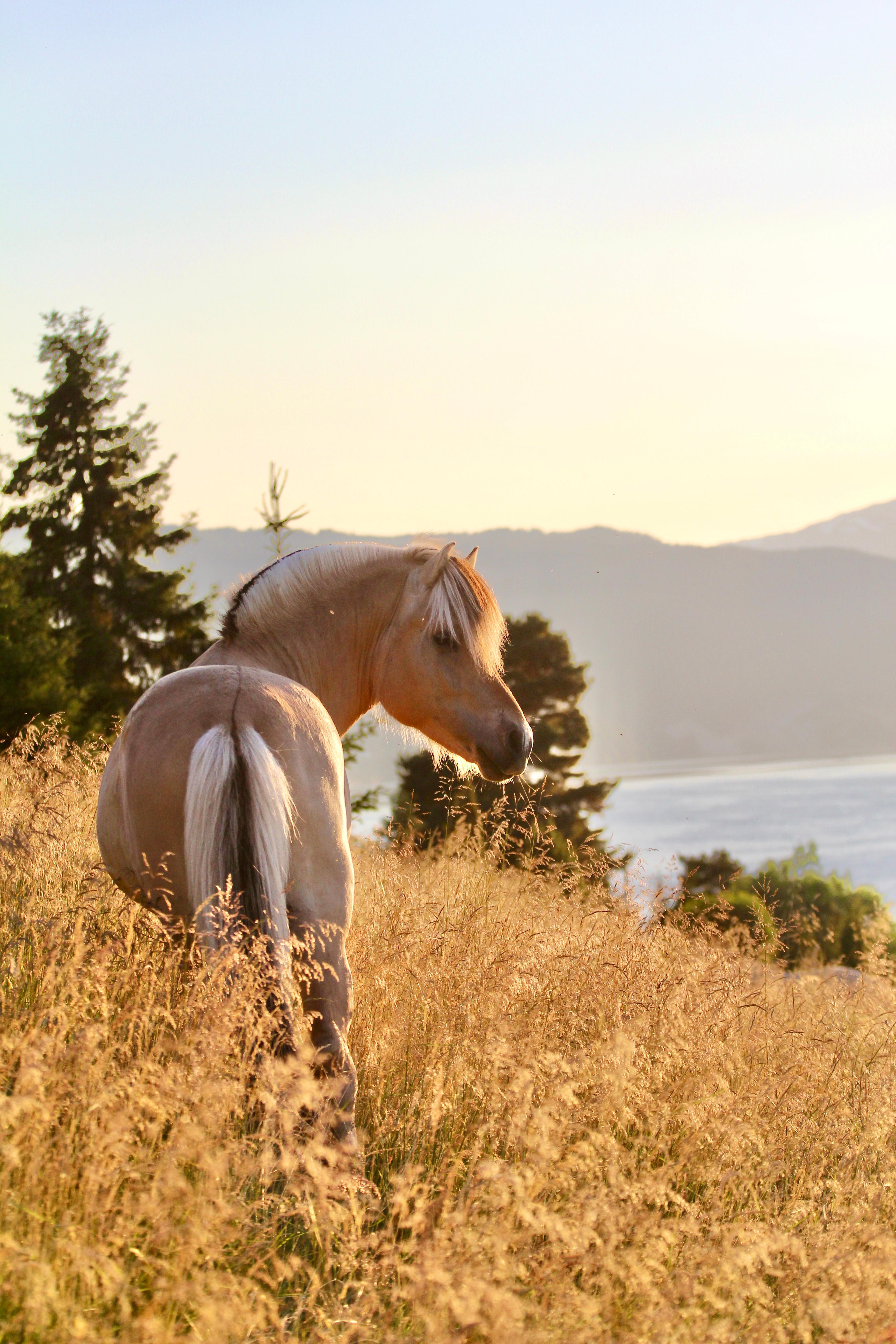 A Fjord horse looking at the fjord