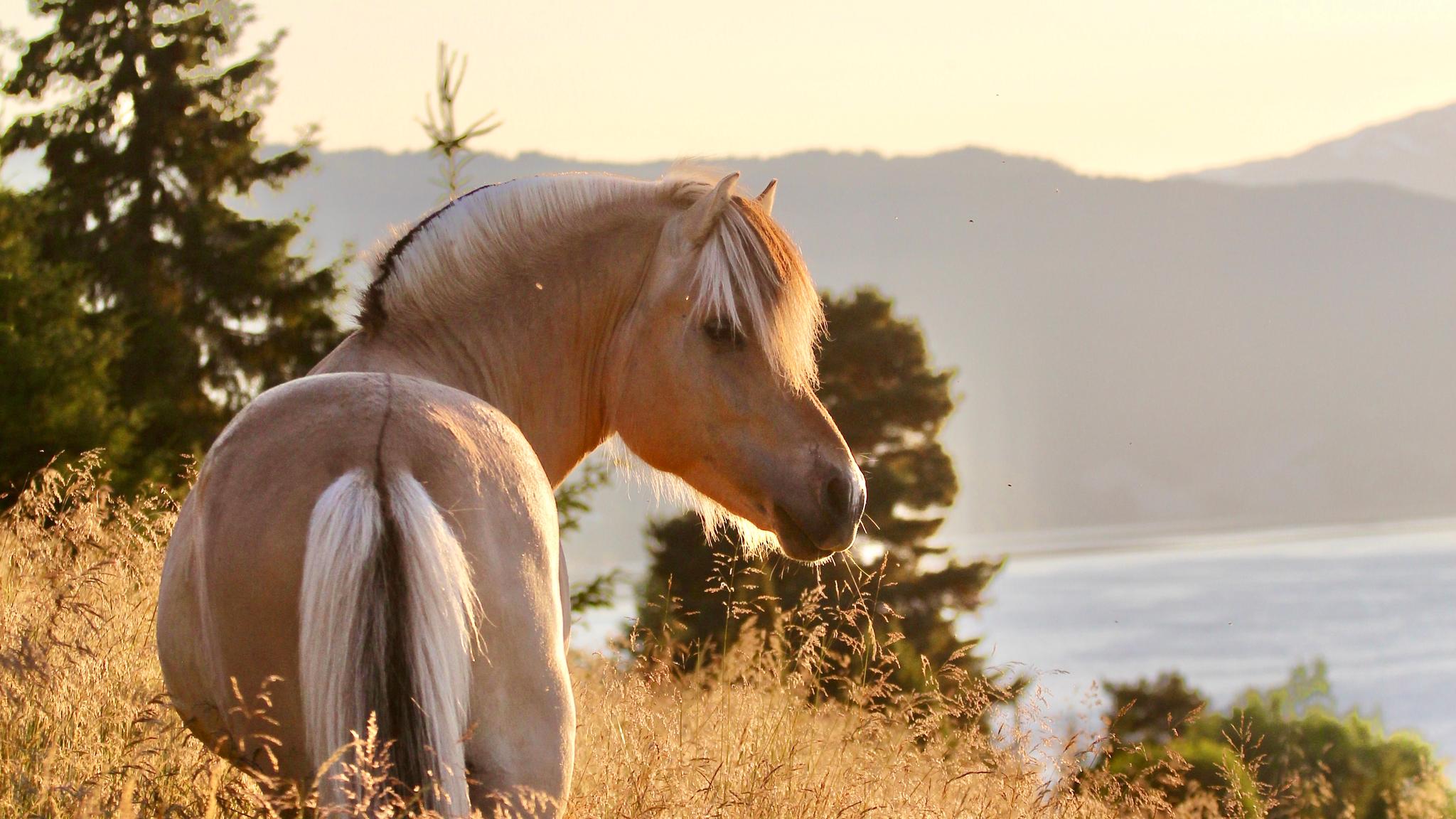 A Fjord horse looking at the fjord