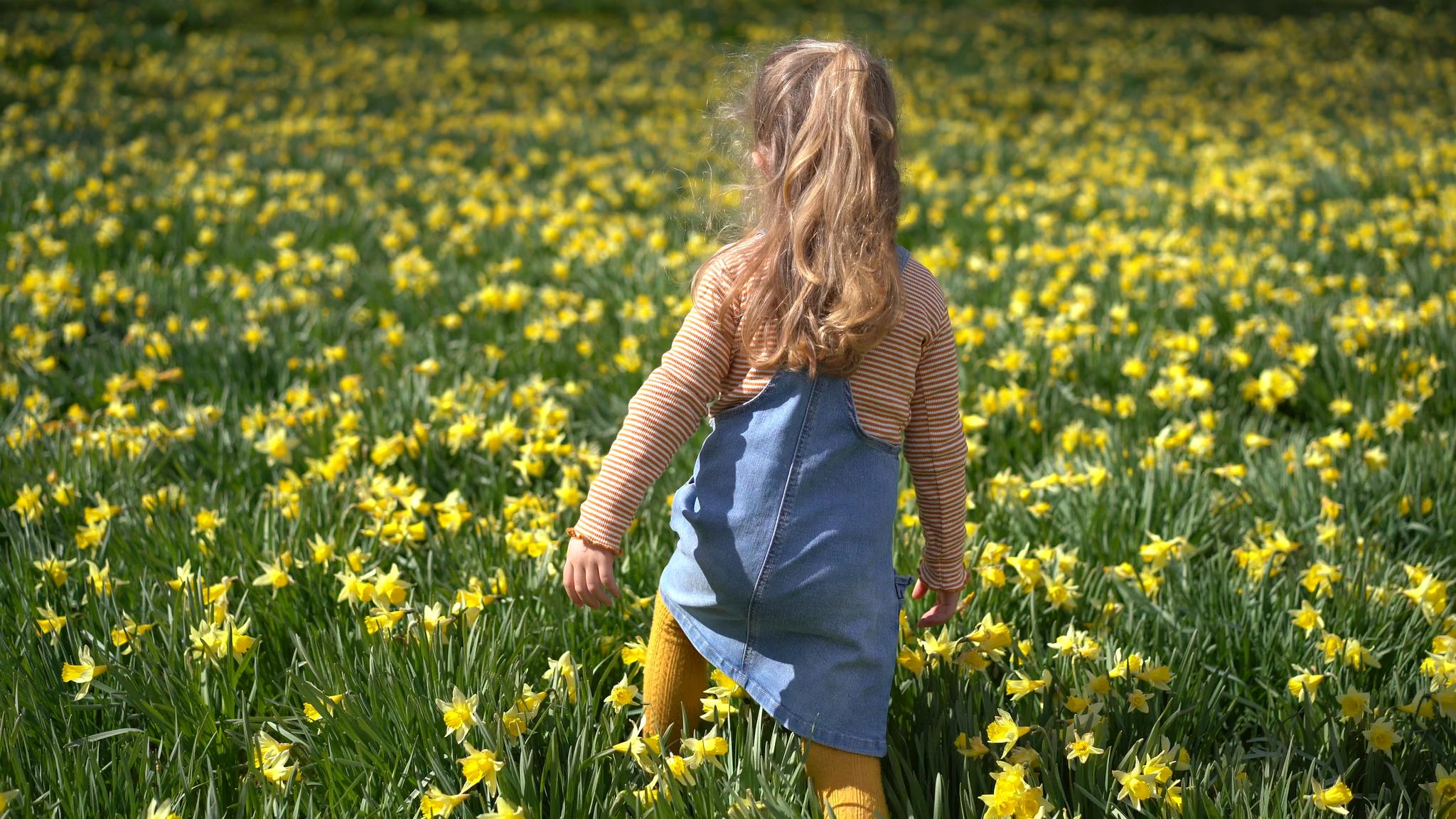 Girl walking in a daffodil field, Fjord Norway