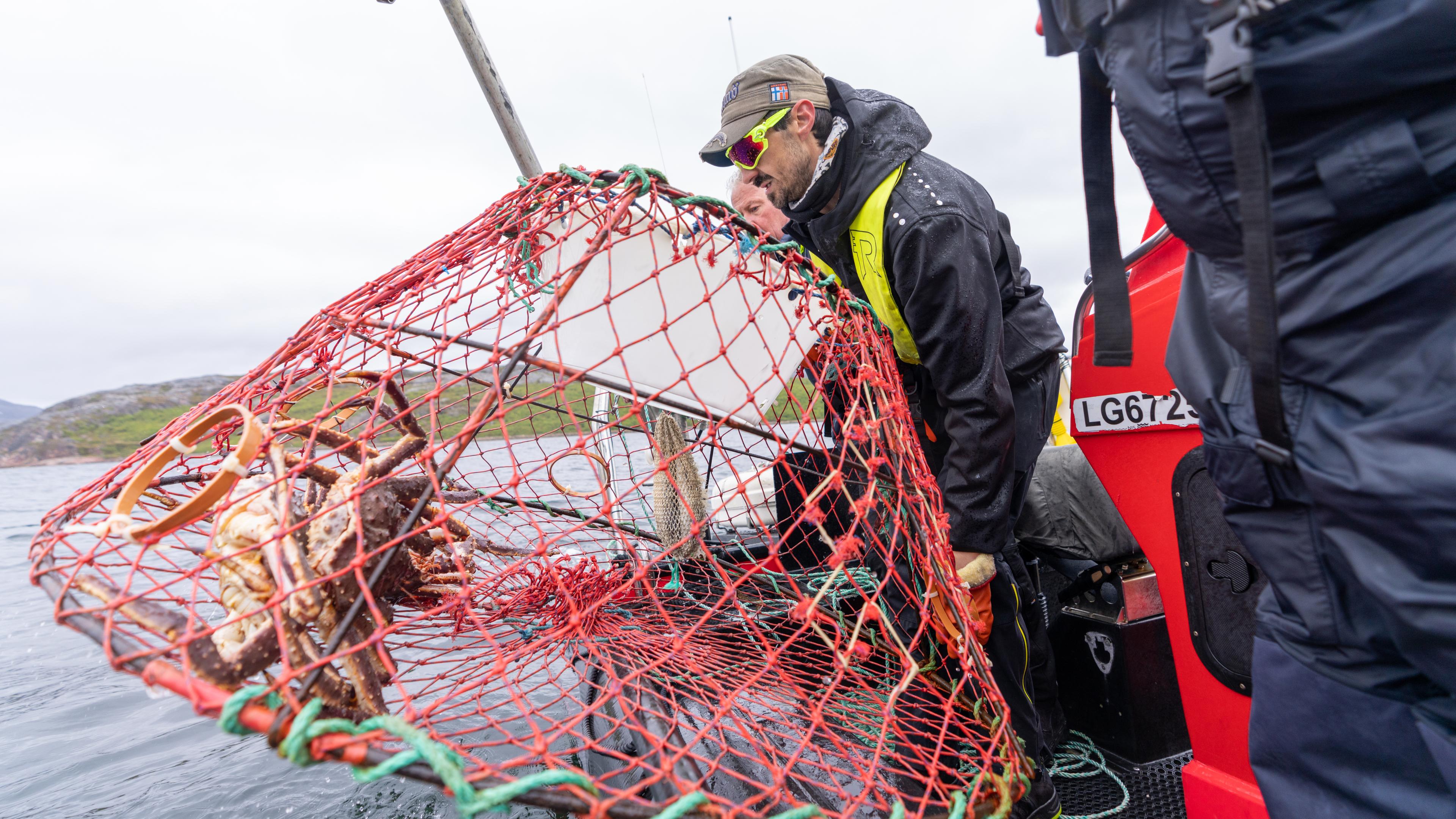 Guides from Snowhotel Kirkenes are raising the harvesting pots with King Crab.