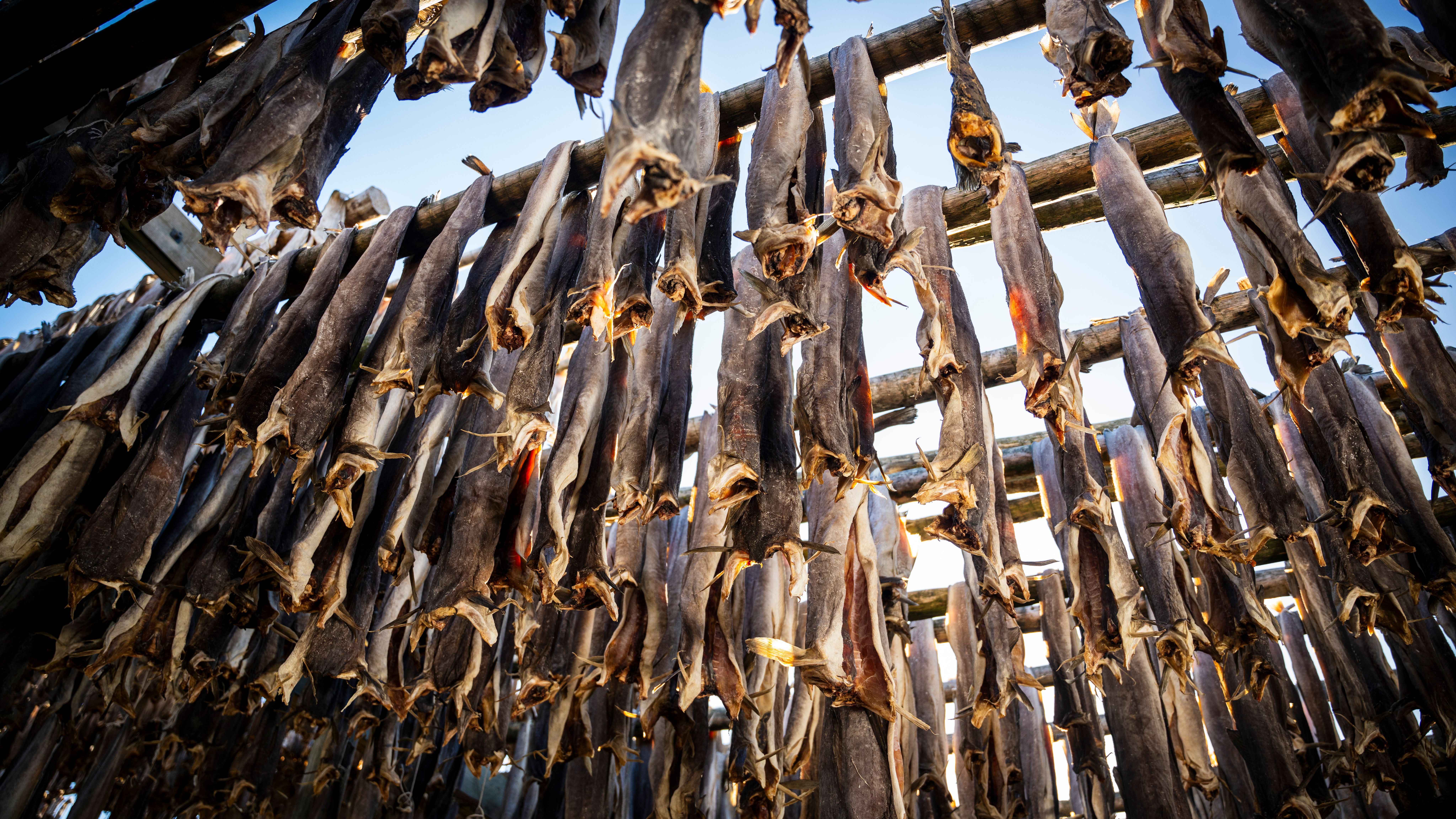 Stockfish of skrei